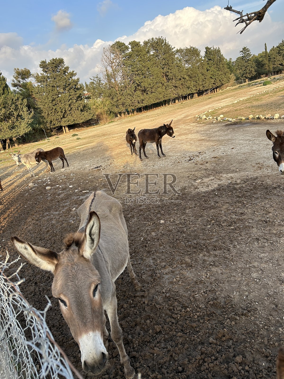 驴子在收容所的院子里悠闲地散步照片摄影图片