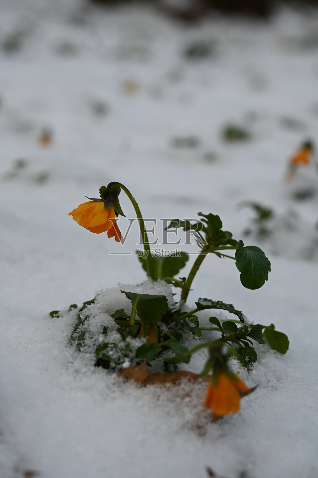 雪中绽放的橙色单朵花，象征着坚韧与对比照片摄影图片