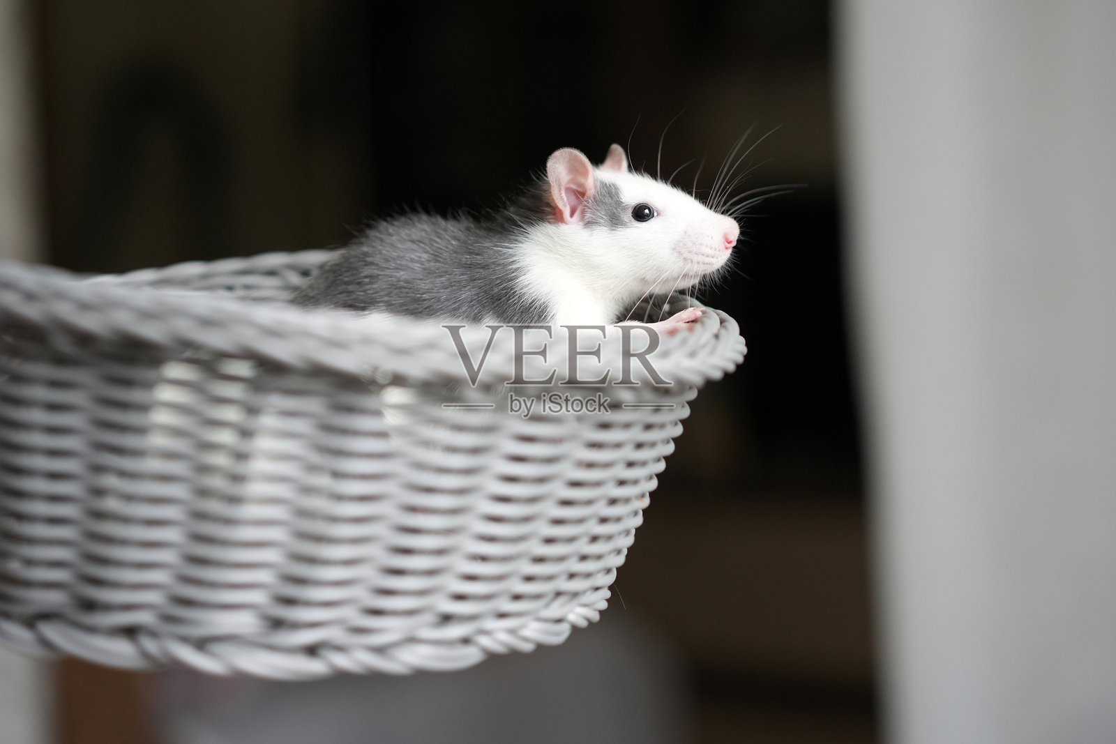 一只灰白色的小家鼠舒适地卧在编织篮中，展现出好奇的表情和柔软的毛发，突显了宠物伴侣的魅力照片摄影图片
