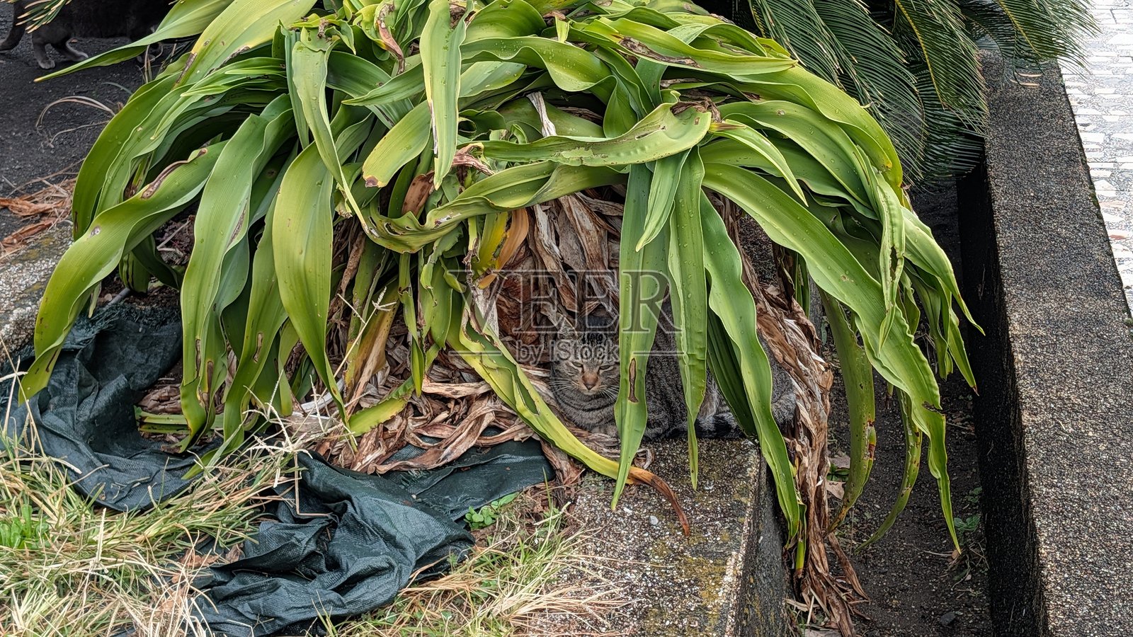 草丛下可爱的小猫照片摄影图片