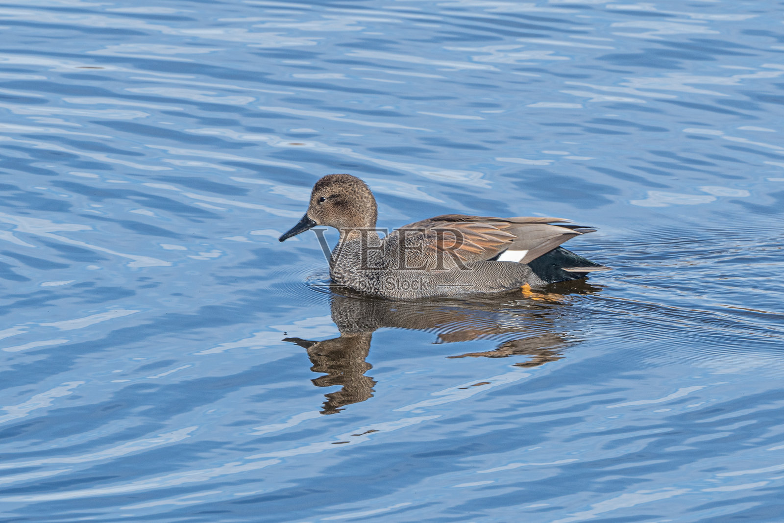 雄性针尾鸭在小湖中游泳照片摄影图片