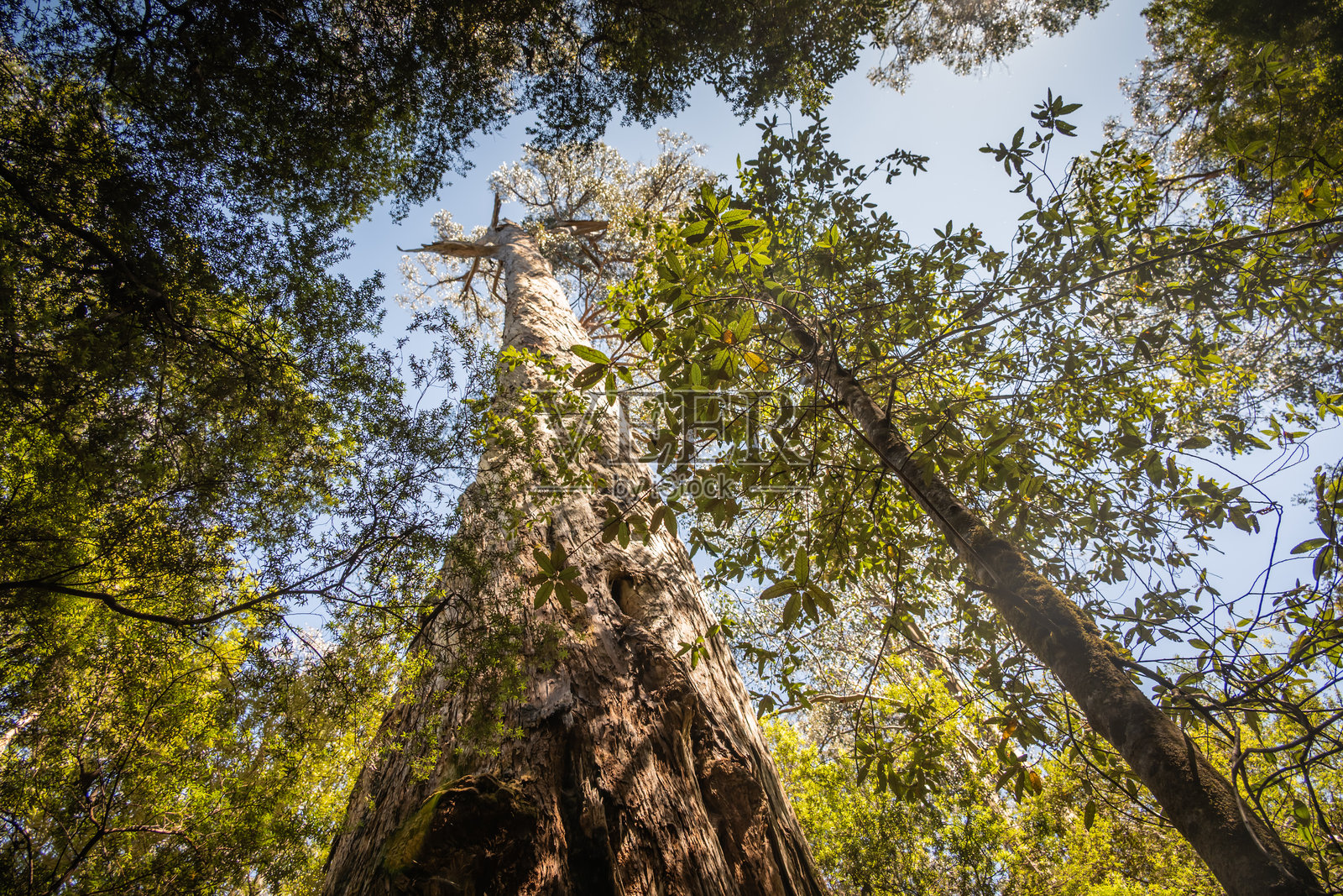 塔斯马尼亚菲尔德山国家公园高树步道照片摄影图片