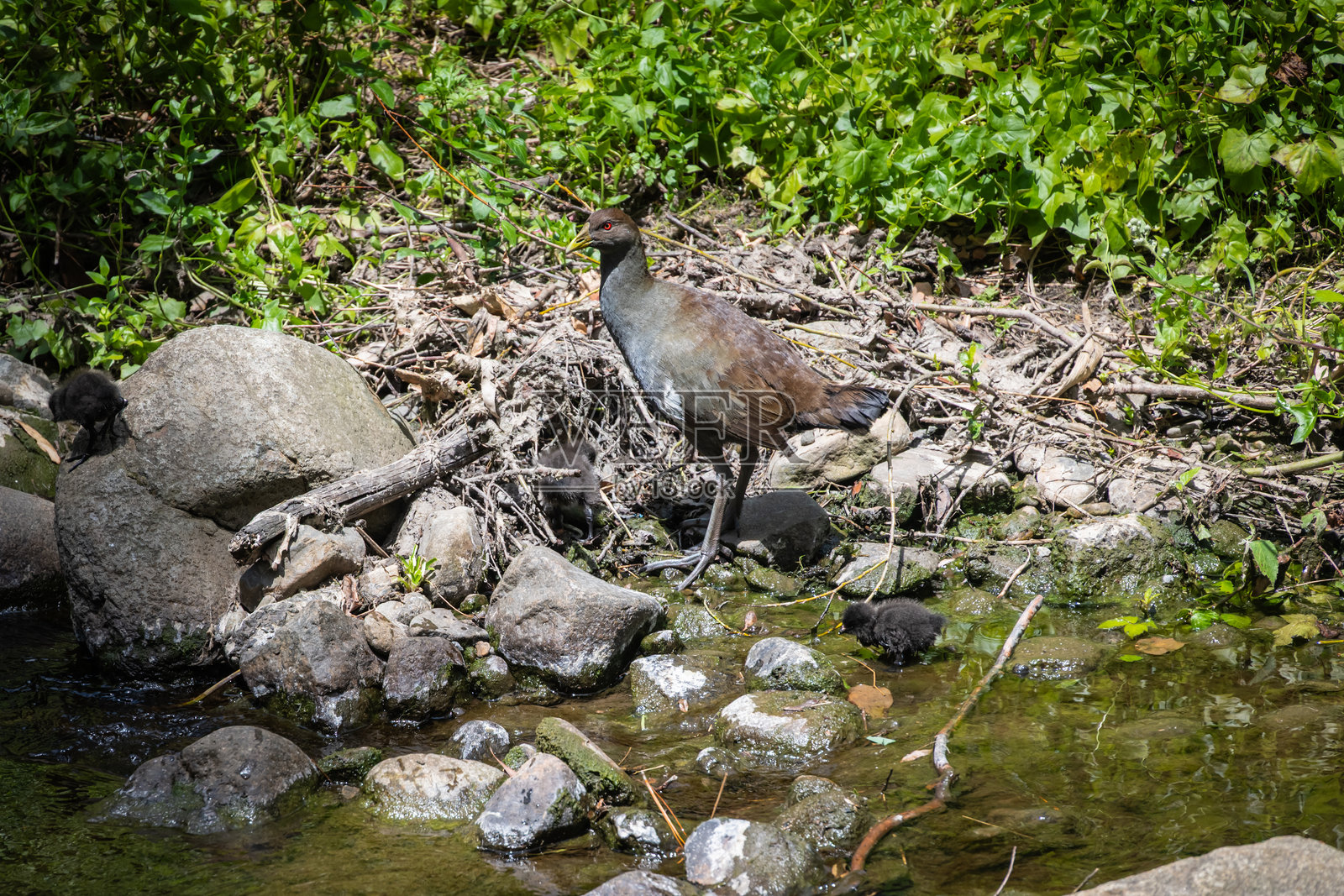 澳大利亚塔斯马尼亚州霍巴特南霍巴特小溪步道上的本地母鸡照片摄影图片
