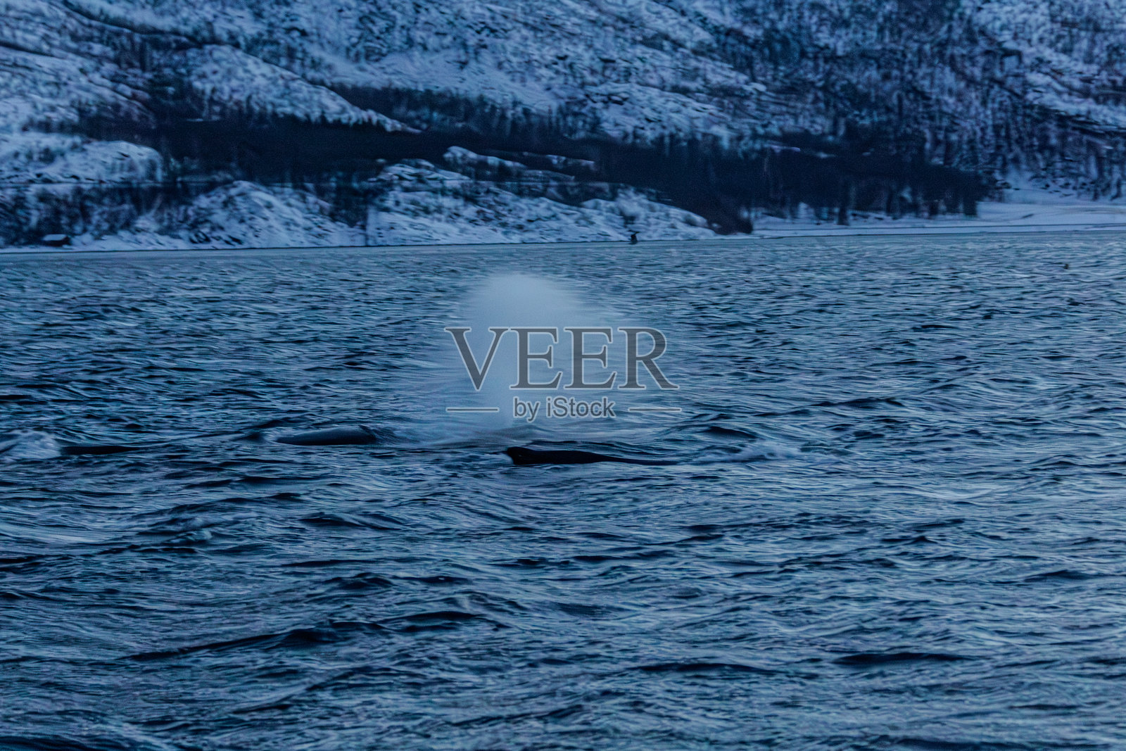 两头座头鲸在挪威峡湾捕食照片摄影图片