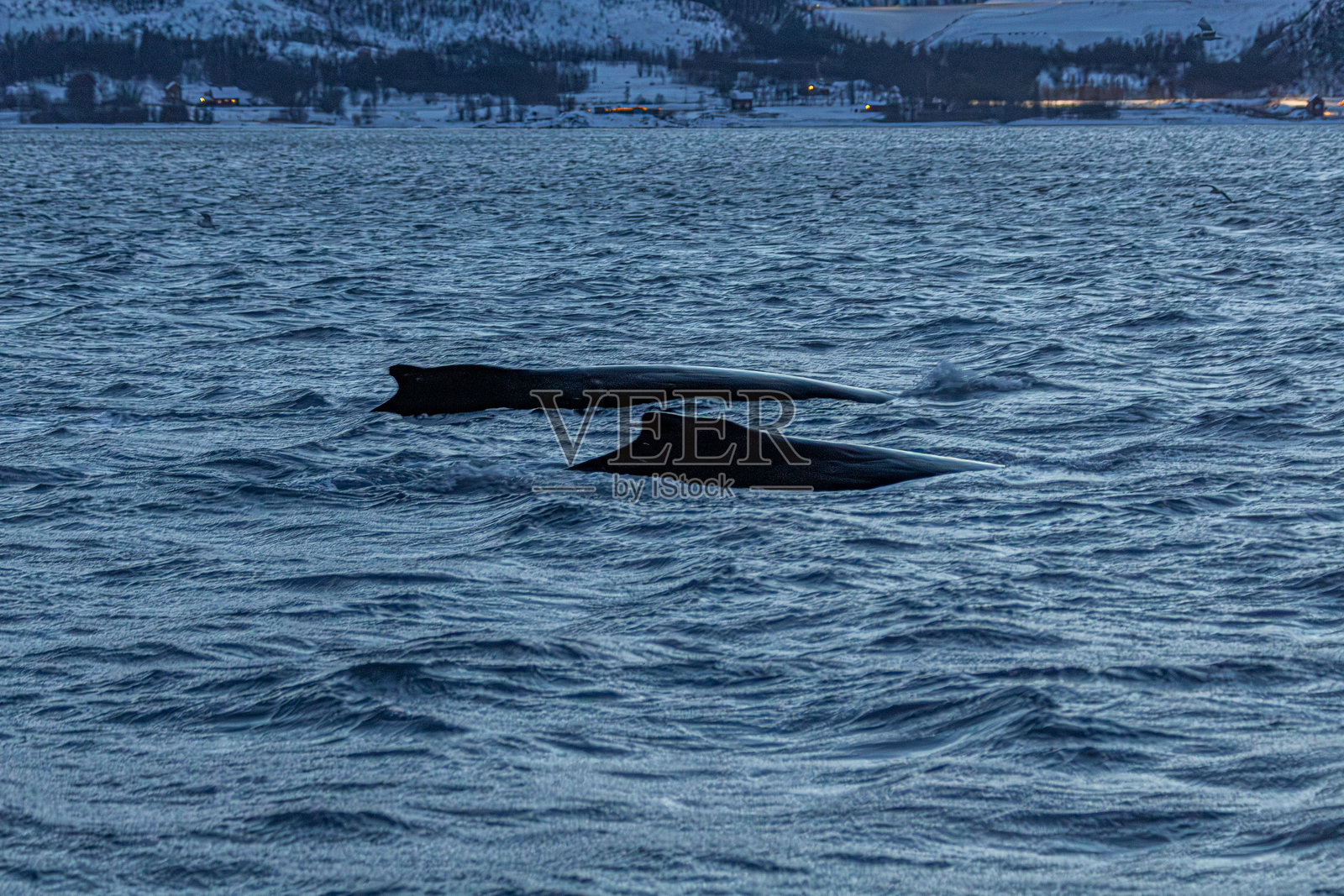 挪威峡湾中捕食的两头座头鲸照片摄影图片