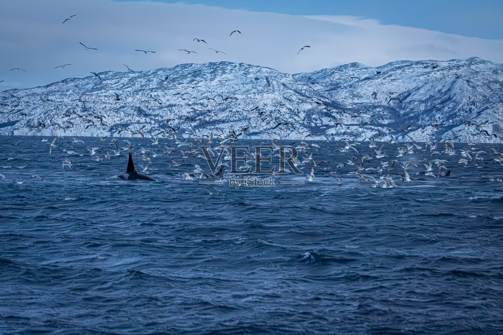 虎鲸和海鸥在挪威峡湾捕食照片摄影图片