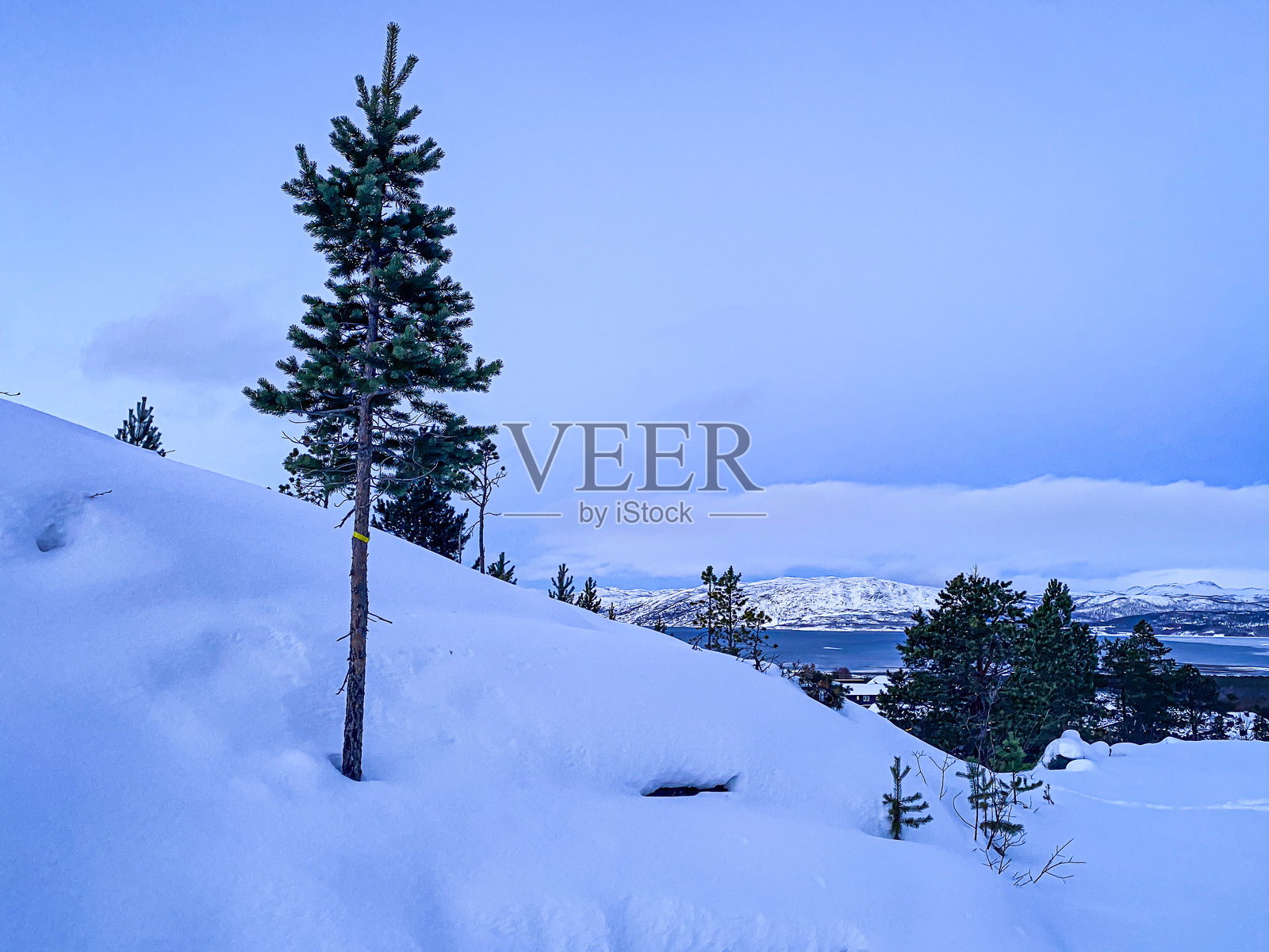 挪威雪景，有松树和岩石照片摄影图片