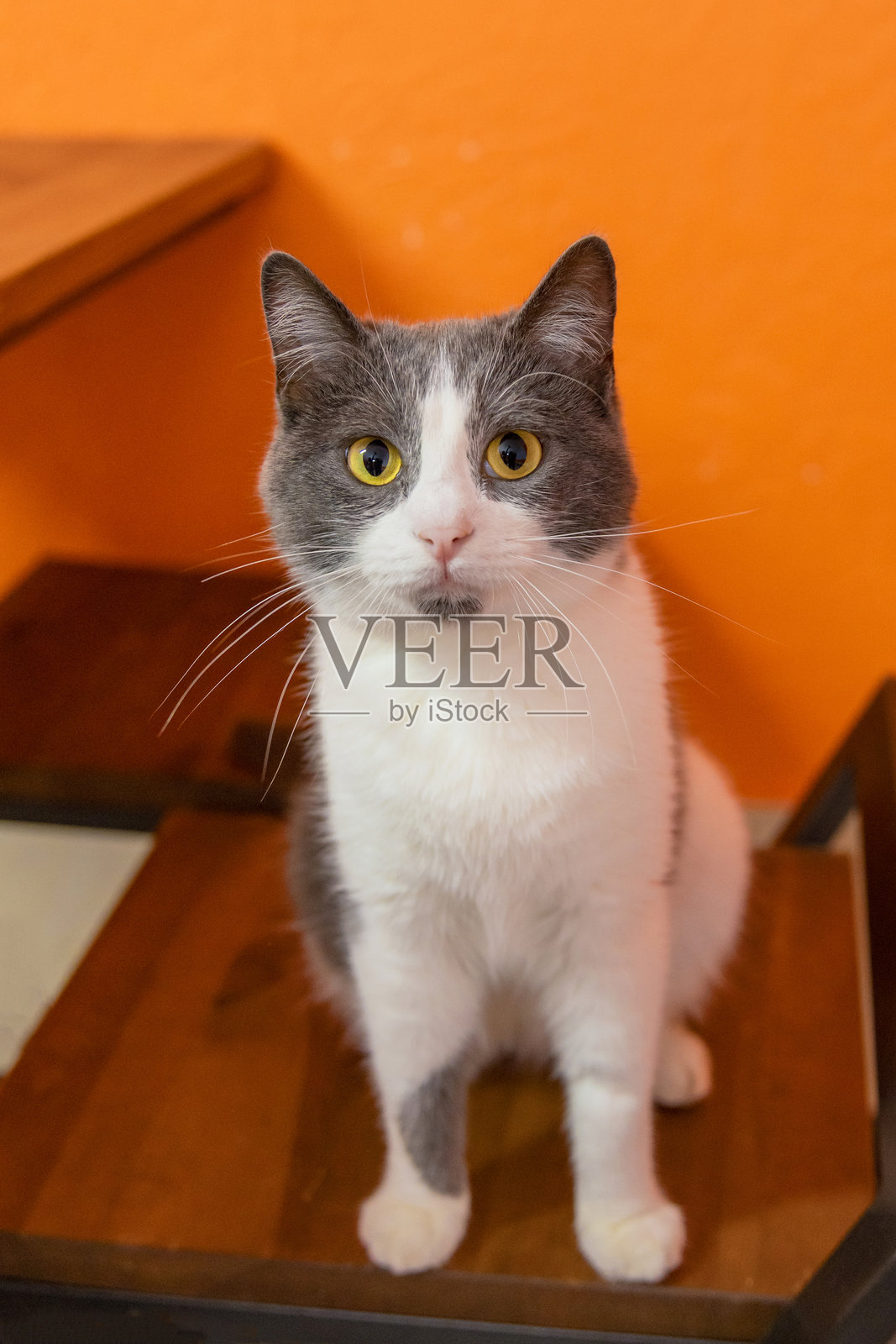 动物收容所里，一只灰白相间的猫趴在橙色表面上照片摄影图片
