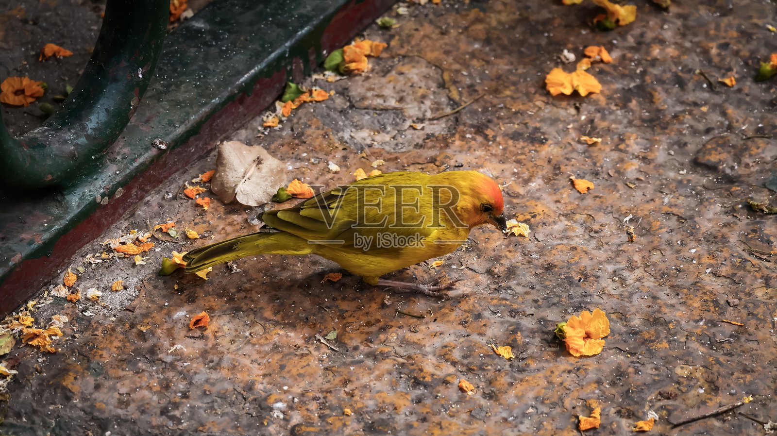 橙额黄雀照片摄影图片