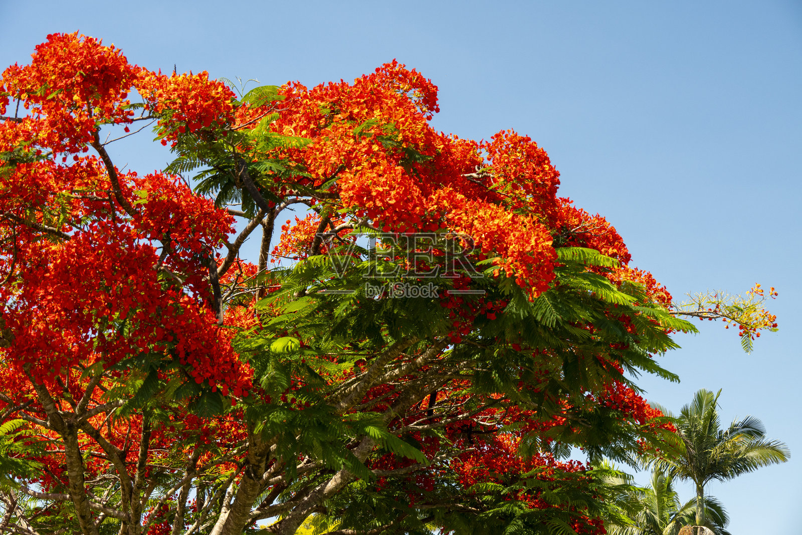 盛开的凤凰木照片摄影图片
