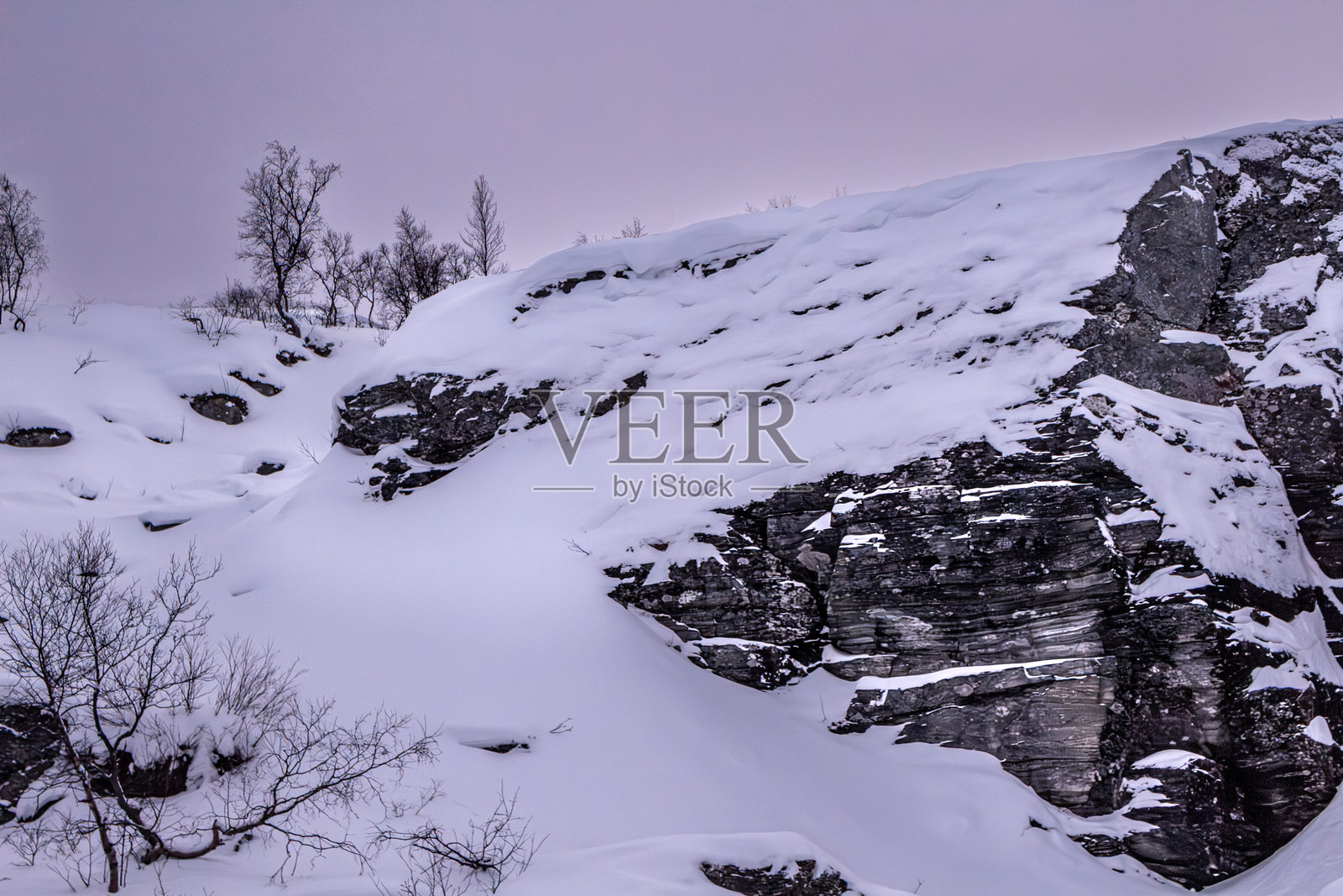 阿尔塔的雪山和松树林照片摄影图片