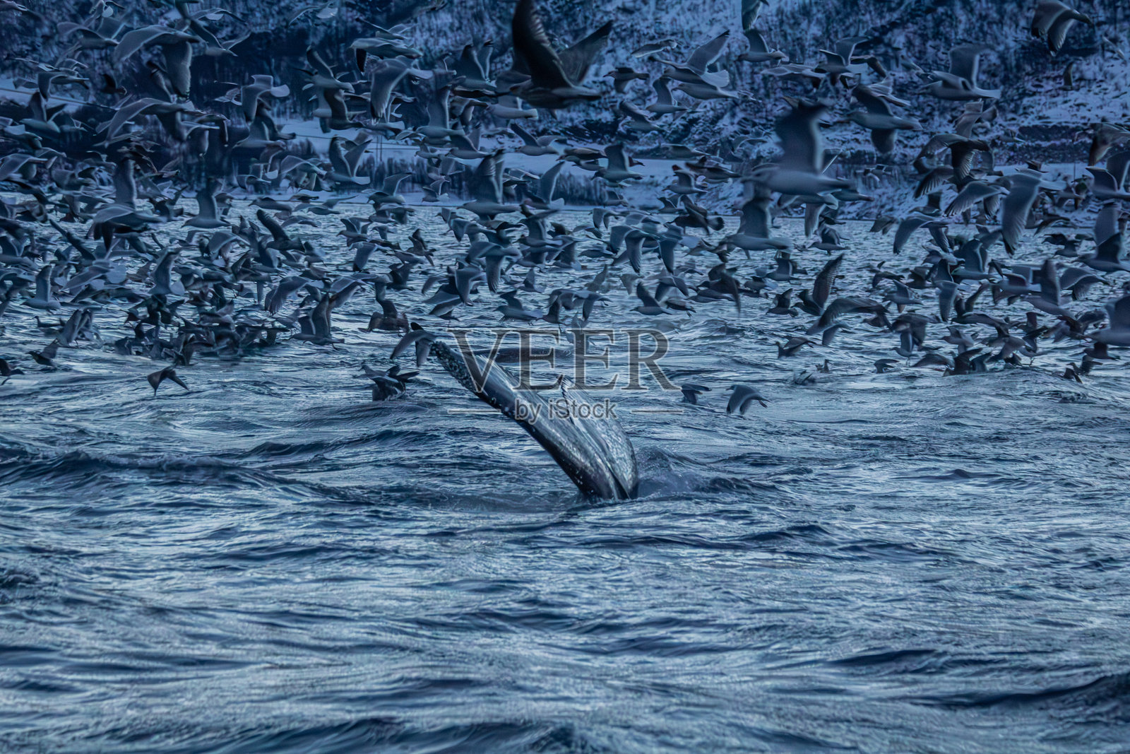 挪威峡湾中的座头鲸鳍照片摄影图片