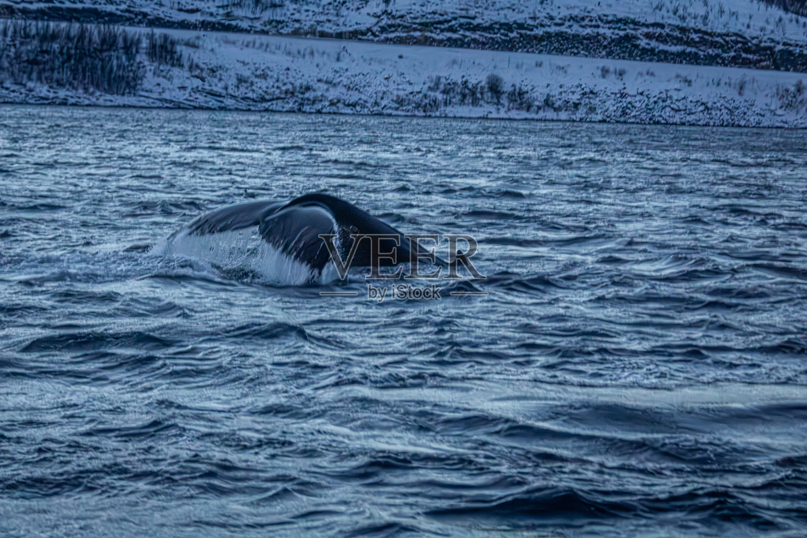 挪威峡湾的座头鲸鳍照片摄影图片