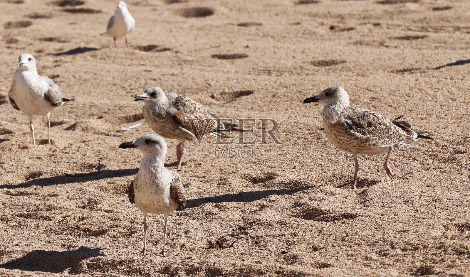 海滩和海洋上成群的海鸥和鸽子照片摄影图片