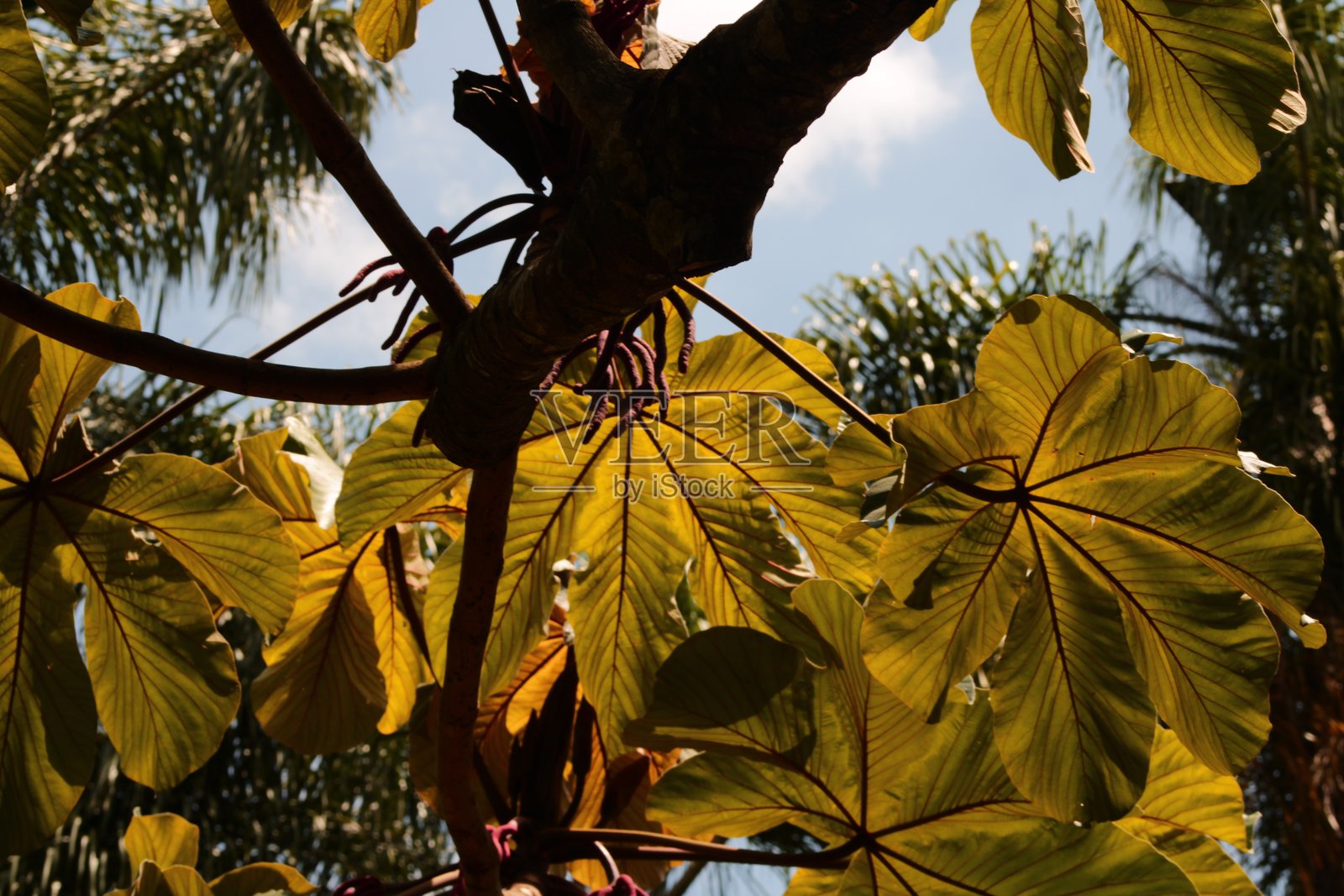 恩巴乌巴树照片摄影图片