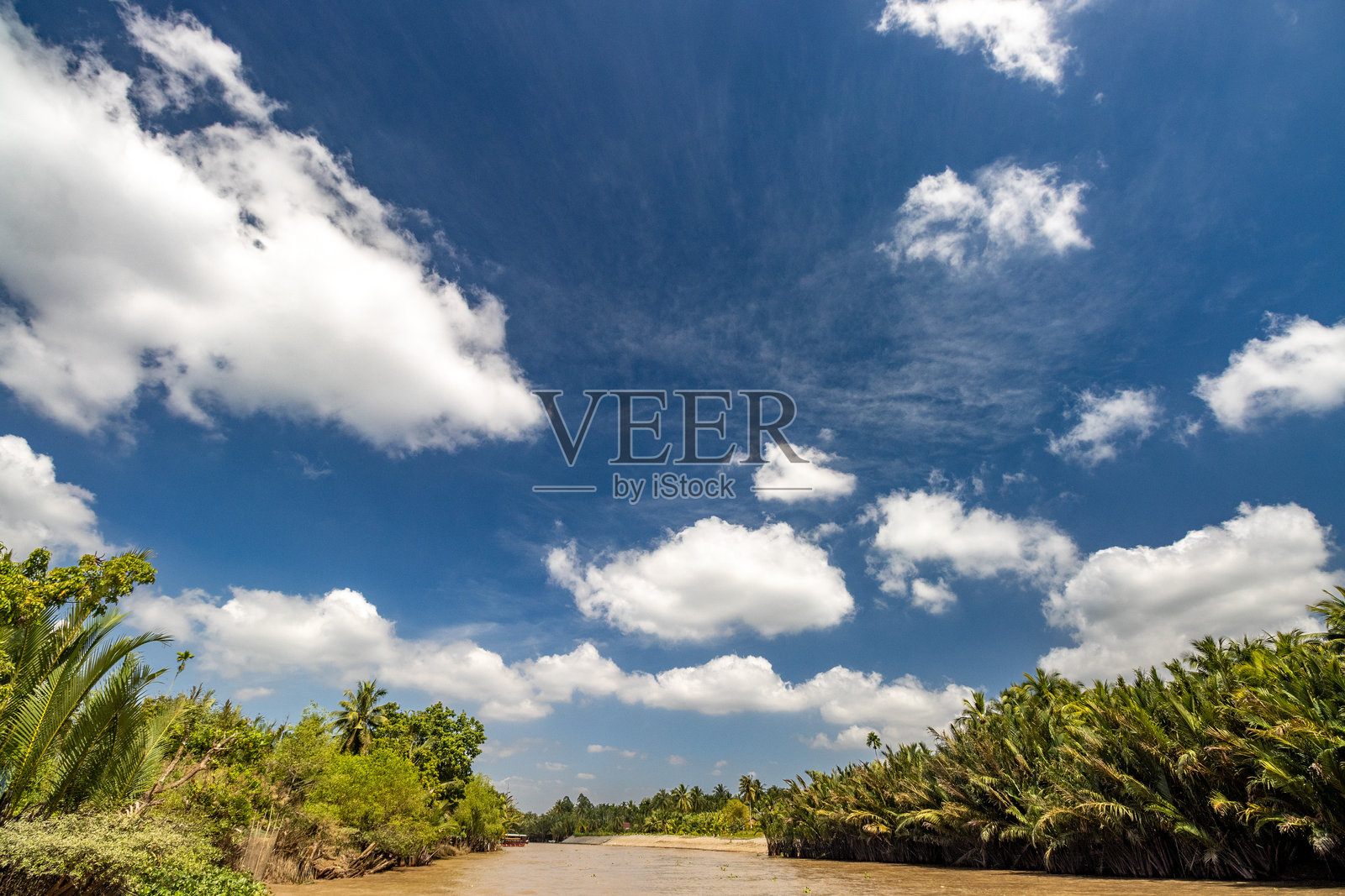 越南湄公河三角洲的槟椥照片摄影图片