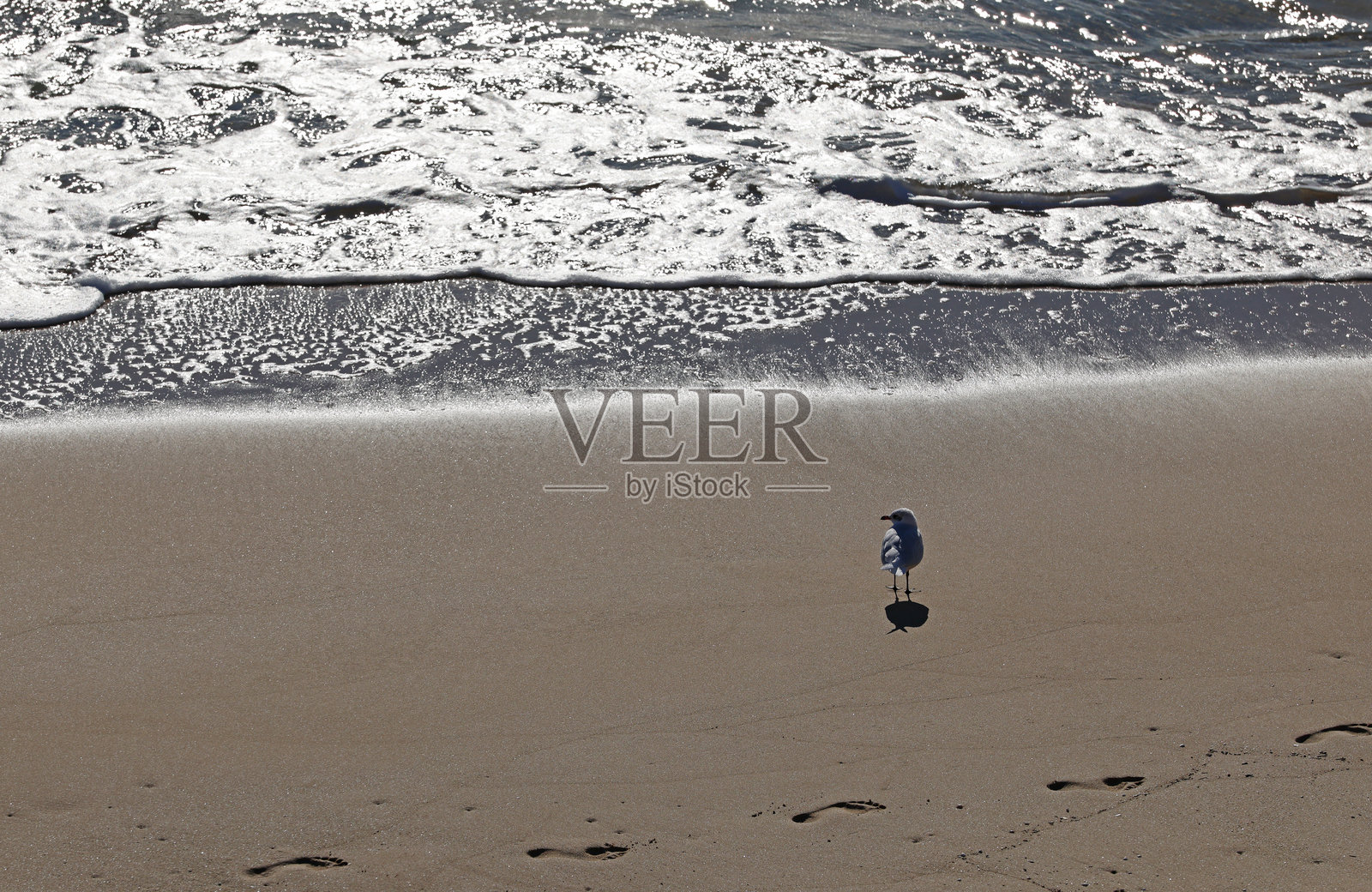 海滩和海洋上成群的海鸥和鸽子照片摄影图片