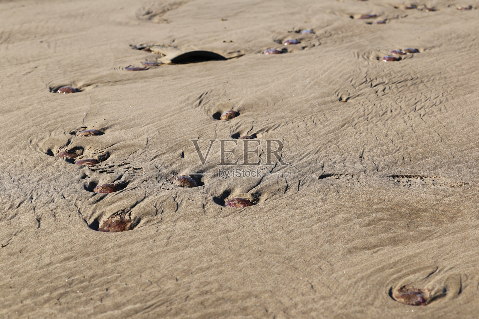 沙滩海岸上的水母照片摄影图片