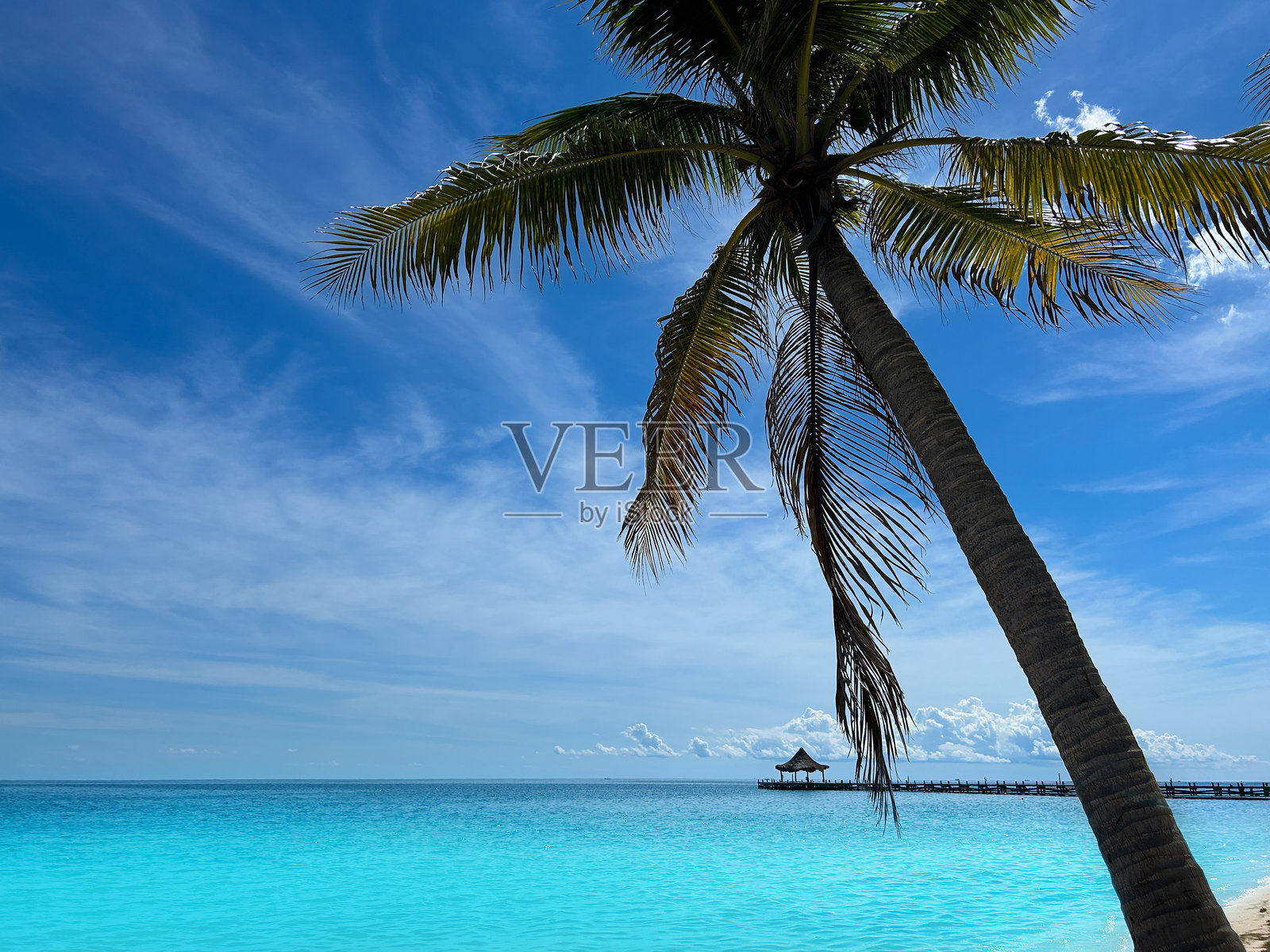 热带海滨棕榈树和码头横跨绿松石般的海水照片摄影图片