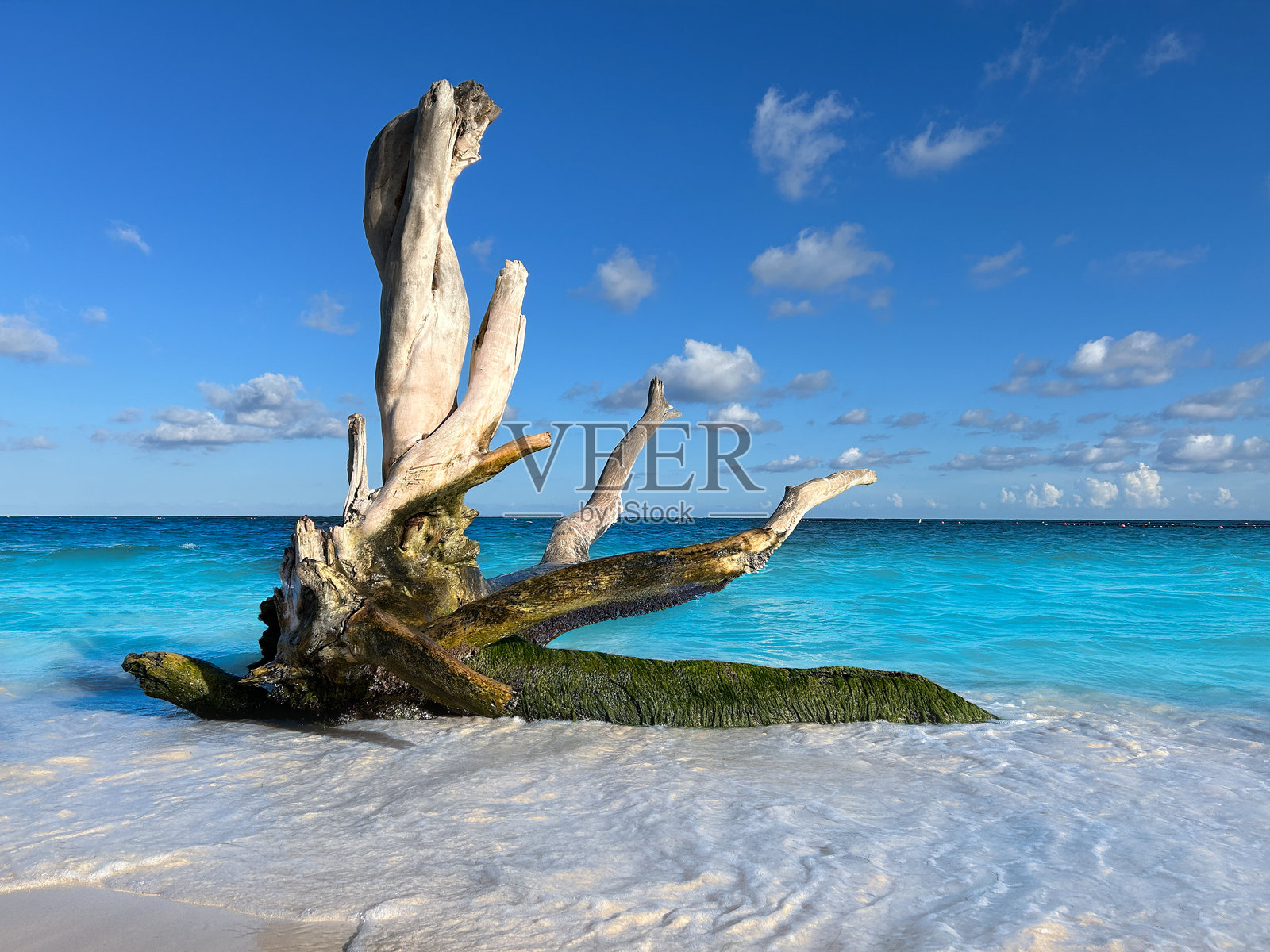 热带海滩上的浮木树干，在绿松石色的海滨照片摄影图片