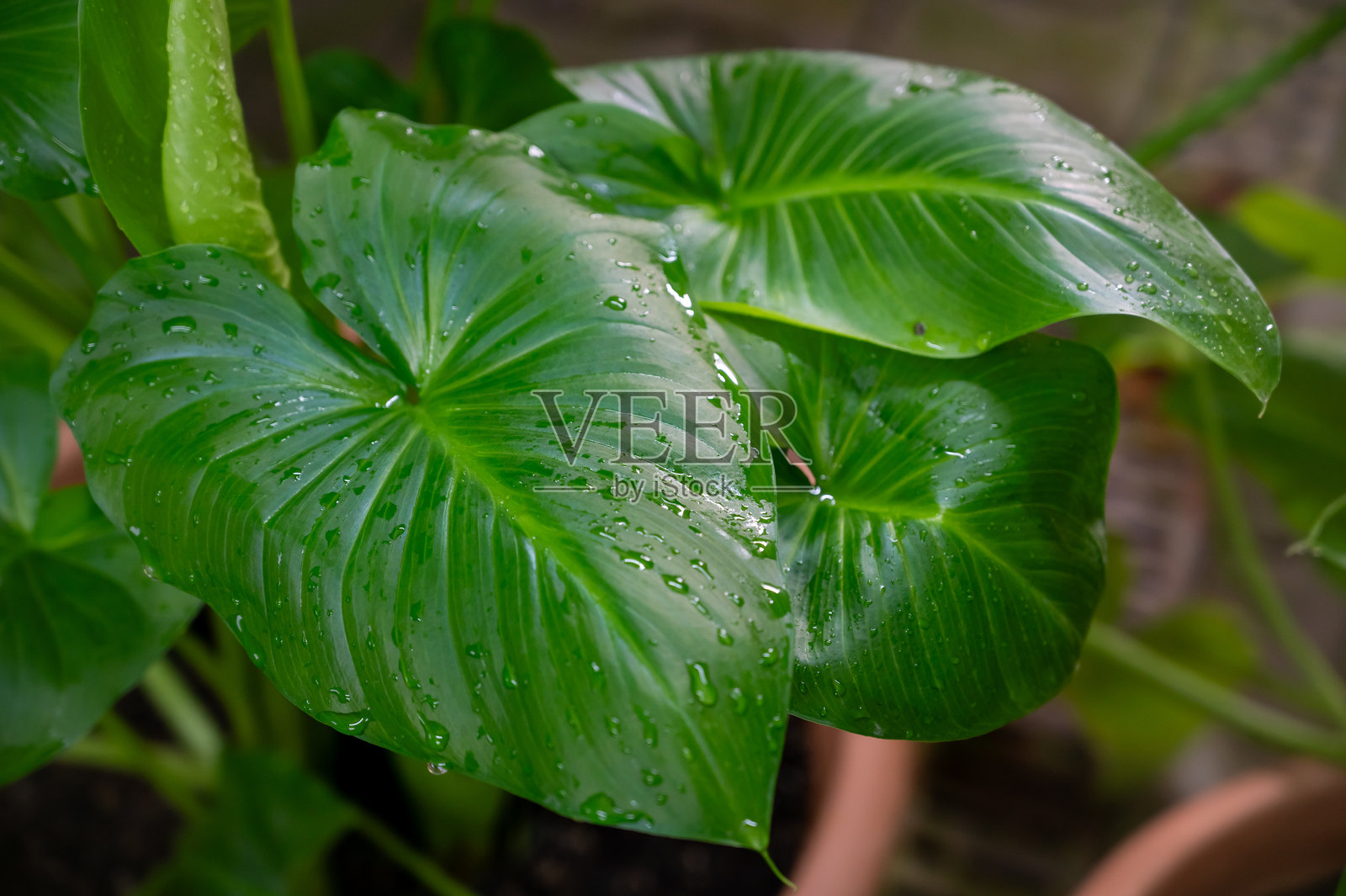 绿色的热带海芋叶片带有水滴，背景是茂密丛林的植物照片摄影图片
