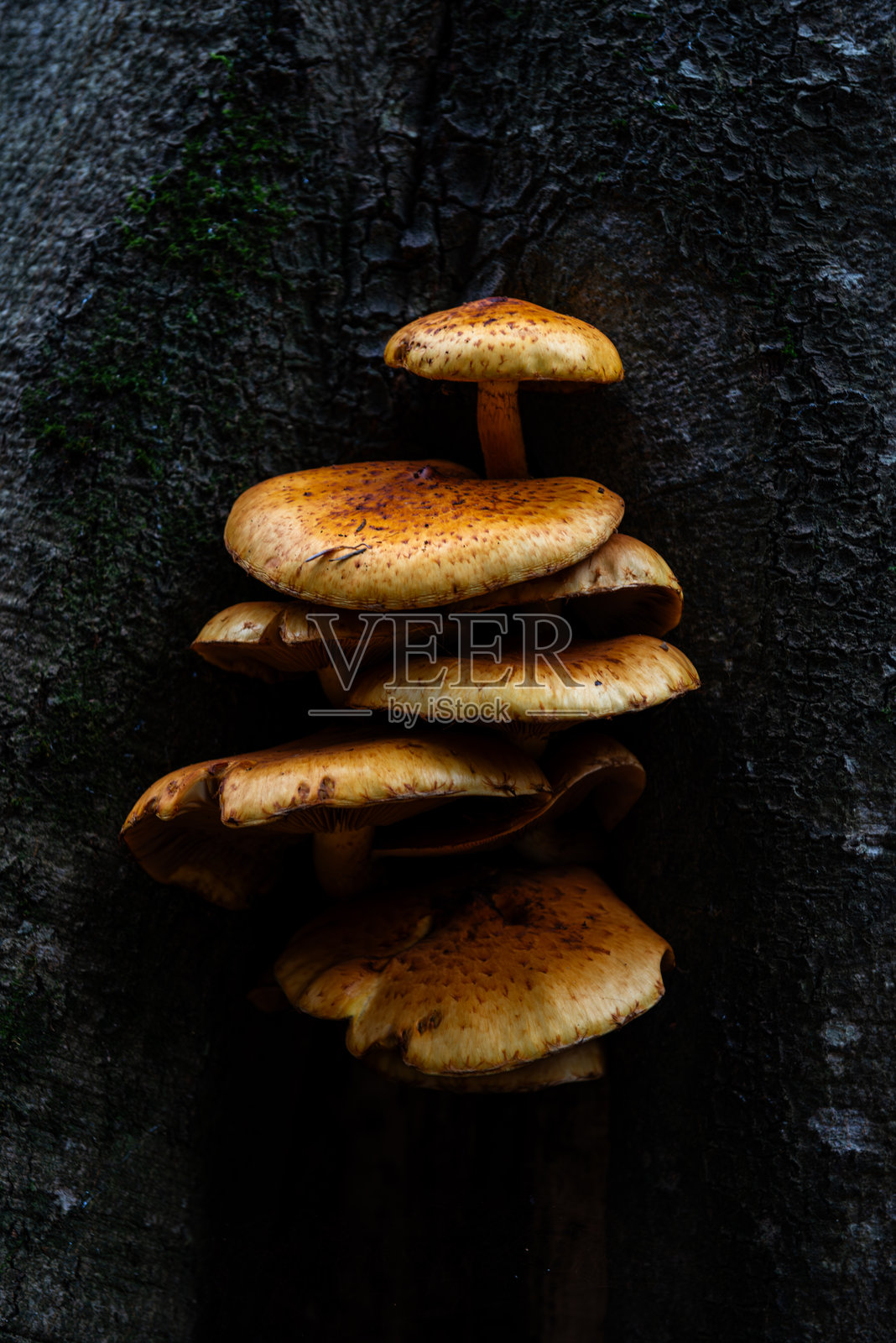 生长在树上的鳞伞科蘑菇照片摄影图片