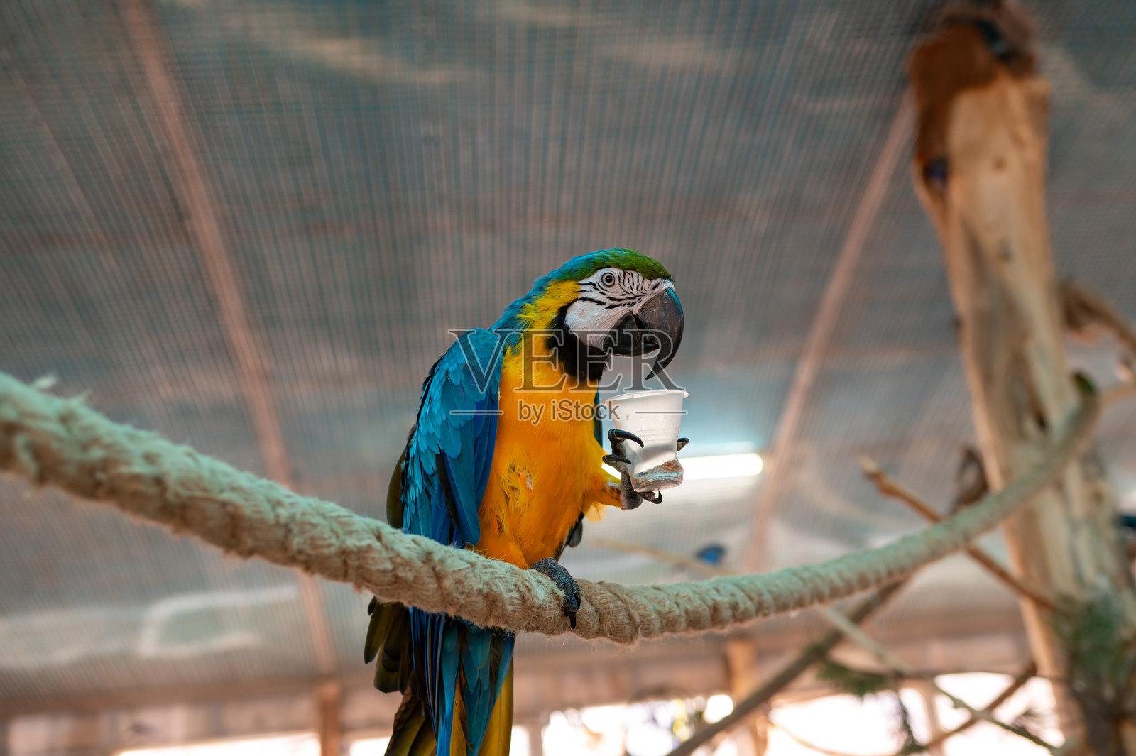 金刚鹦鹉（Ara ararauna）在鸟舍的栖木上叼着食物杯，展示异域鸟类的喂食行为照片摄影图片