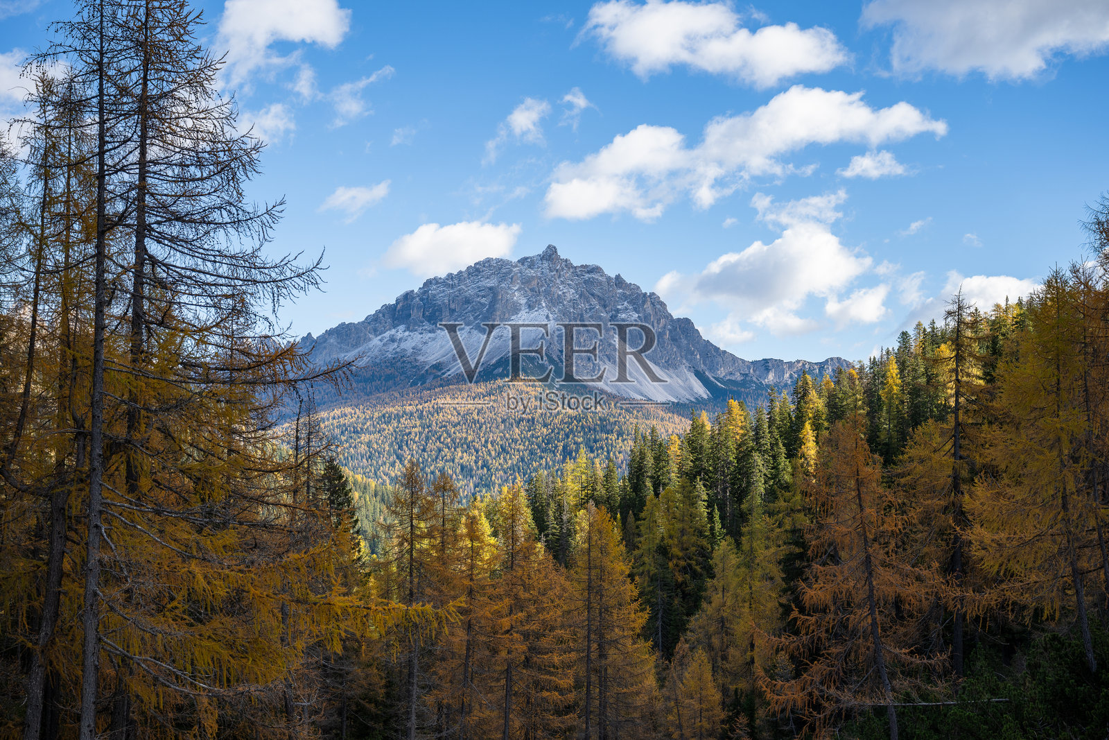 多洛米蒂山区秋季落叶松林，有高山山峰和蓝天照片摄影图片