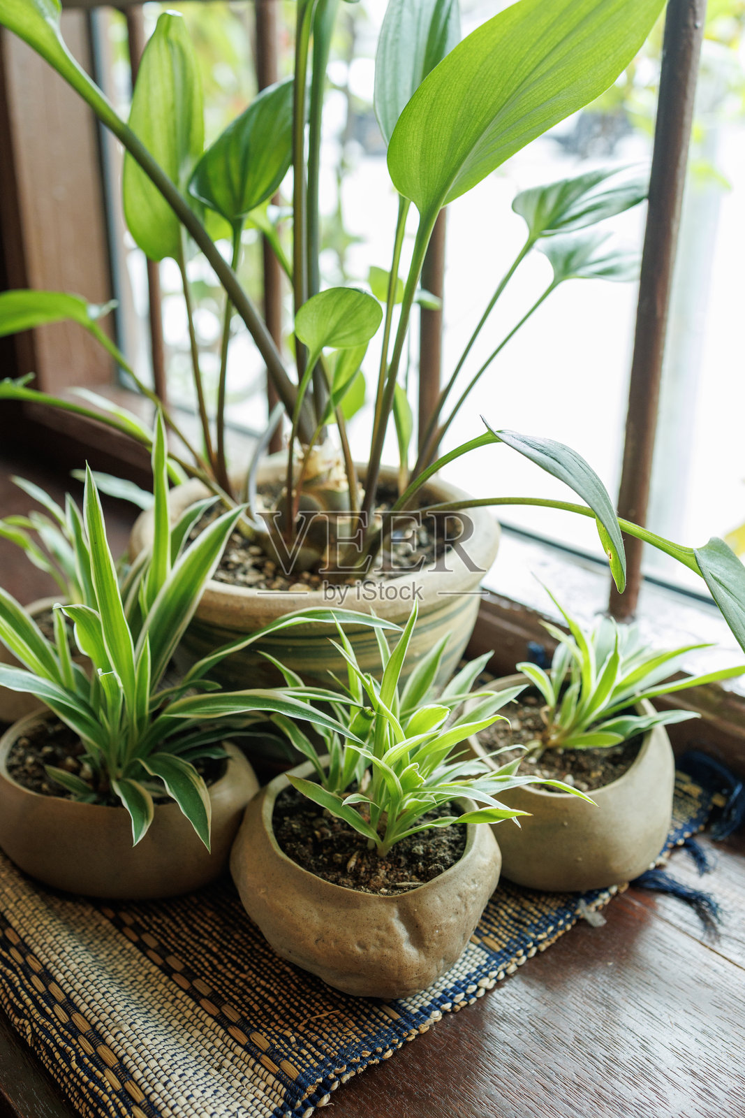 窗户旁室内盆栽绿植，沐浴自然光照片摄影图片