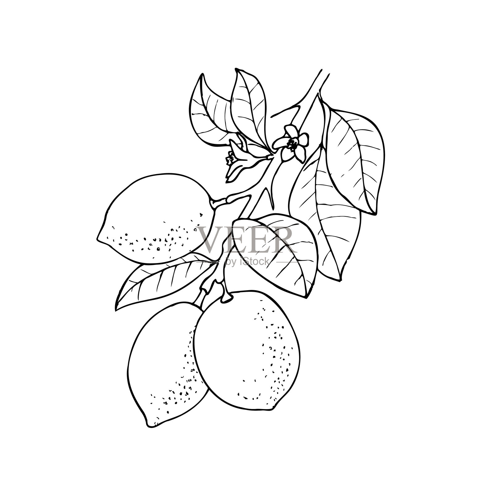 矢量柠檬枝条，孤立在白色背景上。插画图片素材