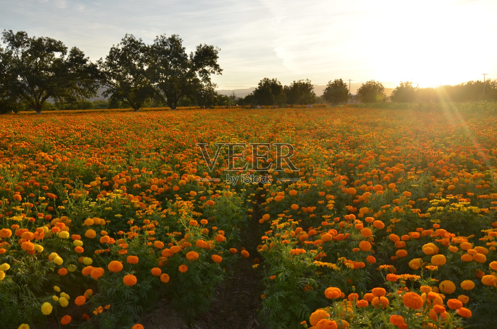 日落时分，树木映衬着生机勃勃的橙色万寿菊田照片摄影图片