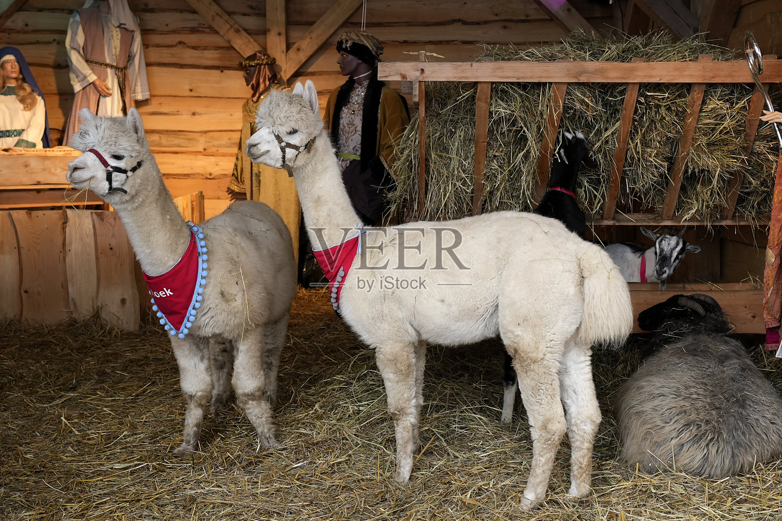 圣诞马槽场景中的羊驼照片摄影图片