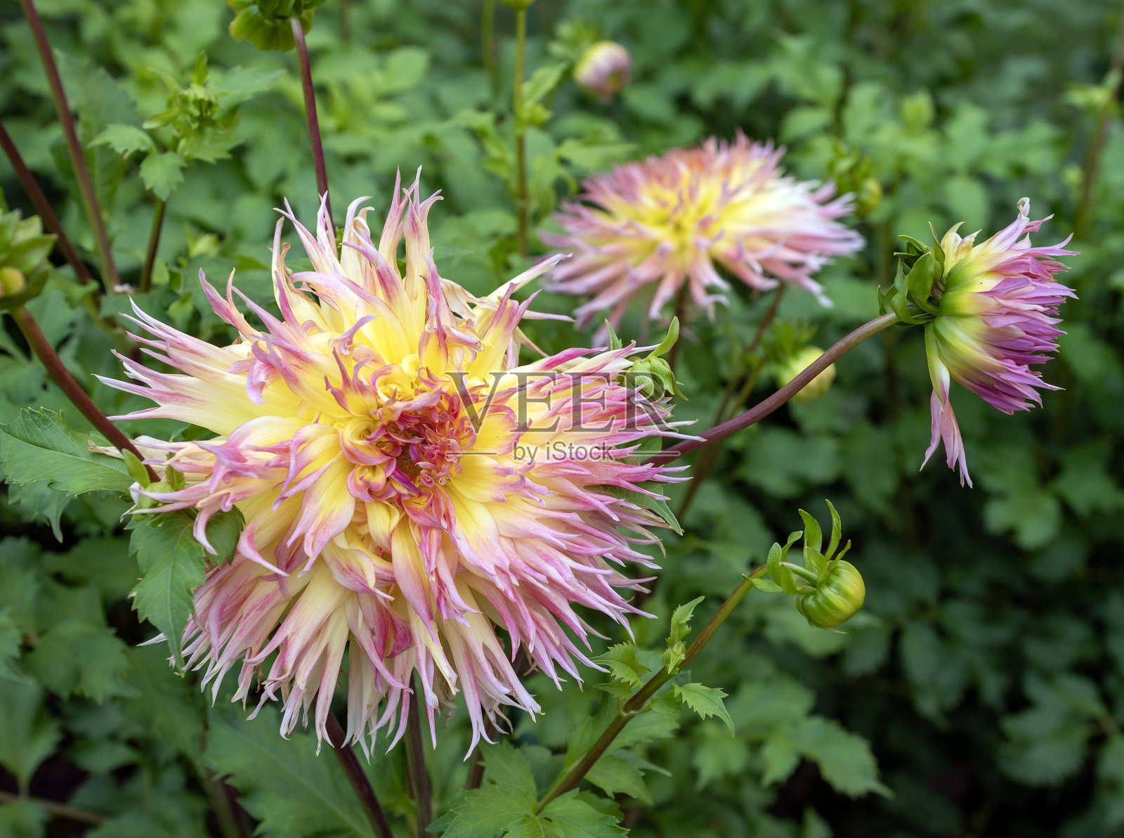 花园里的尖刺粉黄色仙人掌大丽花照片摄影图片