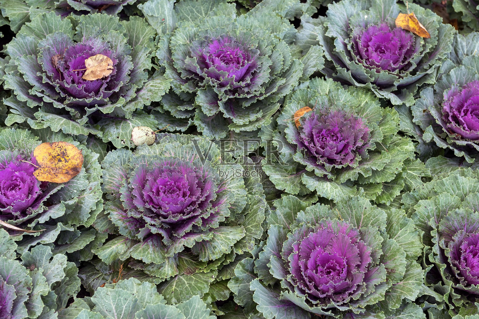 花园里生机勃勃的紫绿色观赏卷心菜田照片摄影图片