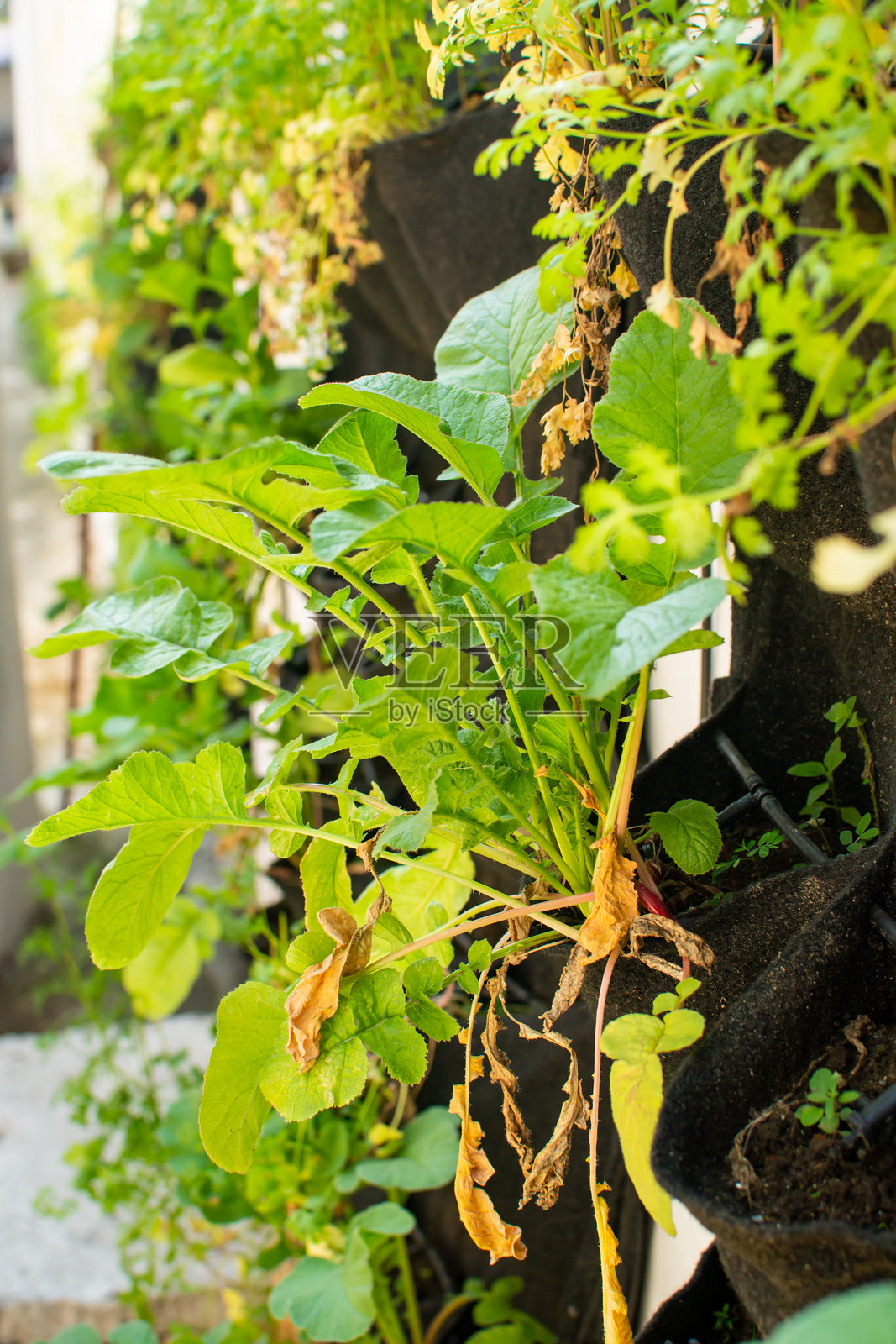 垂直花园种植植物用于城市农业项目照片摄影图片
