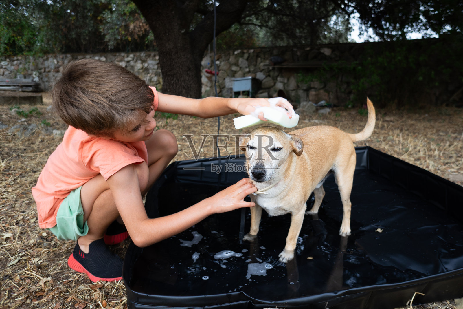 男孩在户外的浴缸里用海绵给他的狗洗澡照片摄影图片