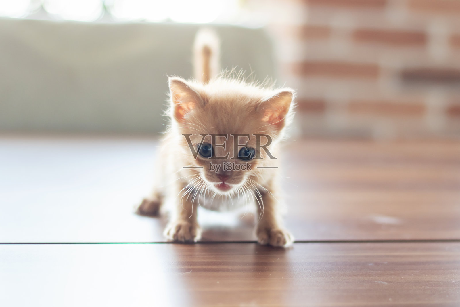 一只小小的猫咪正在木地板上爬行照片摄影图片