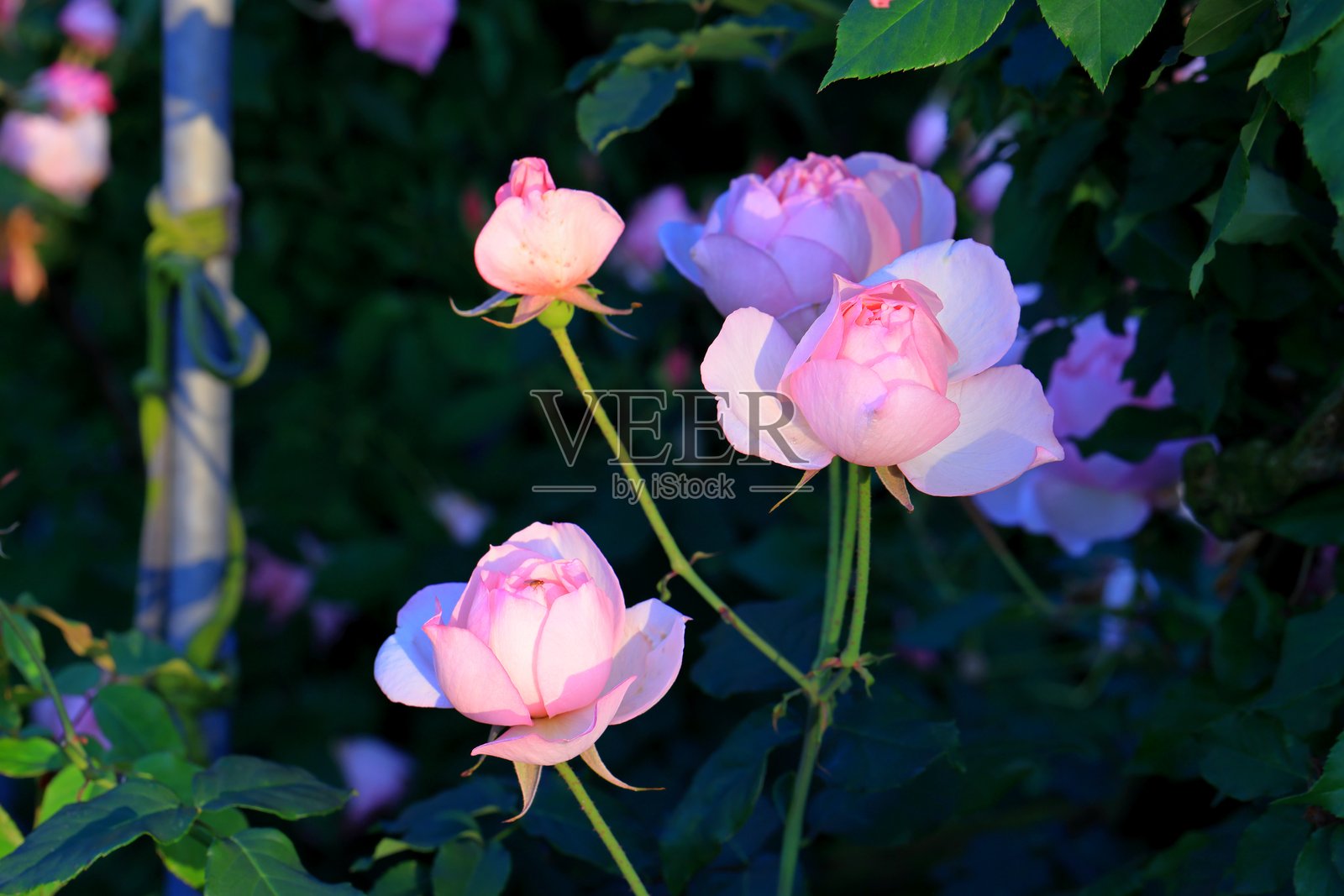 花园里的娇艳玫瑰，特写镜头，自然背景照片摄影图片