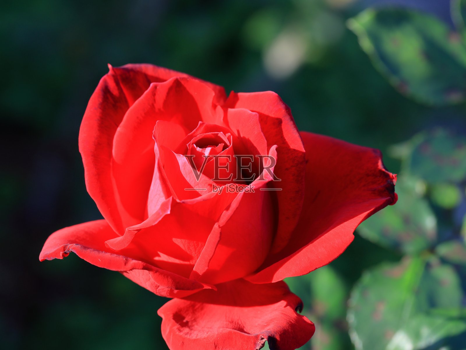 花园里美丽的玫瑰，特写。自然背景照片摄影图片