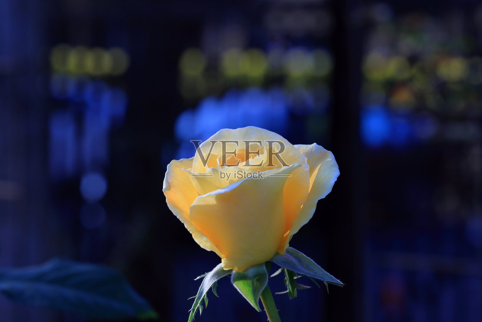 花园里美丽的玫瑰，特写。自然背景照片摄影图片