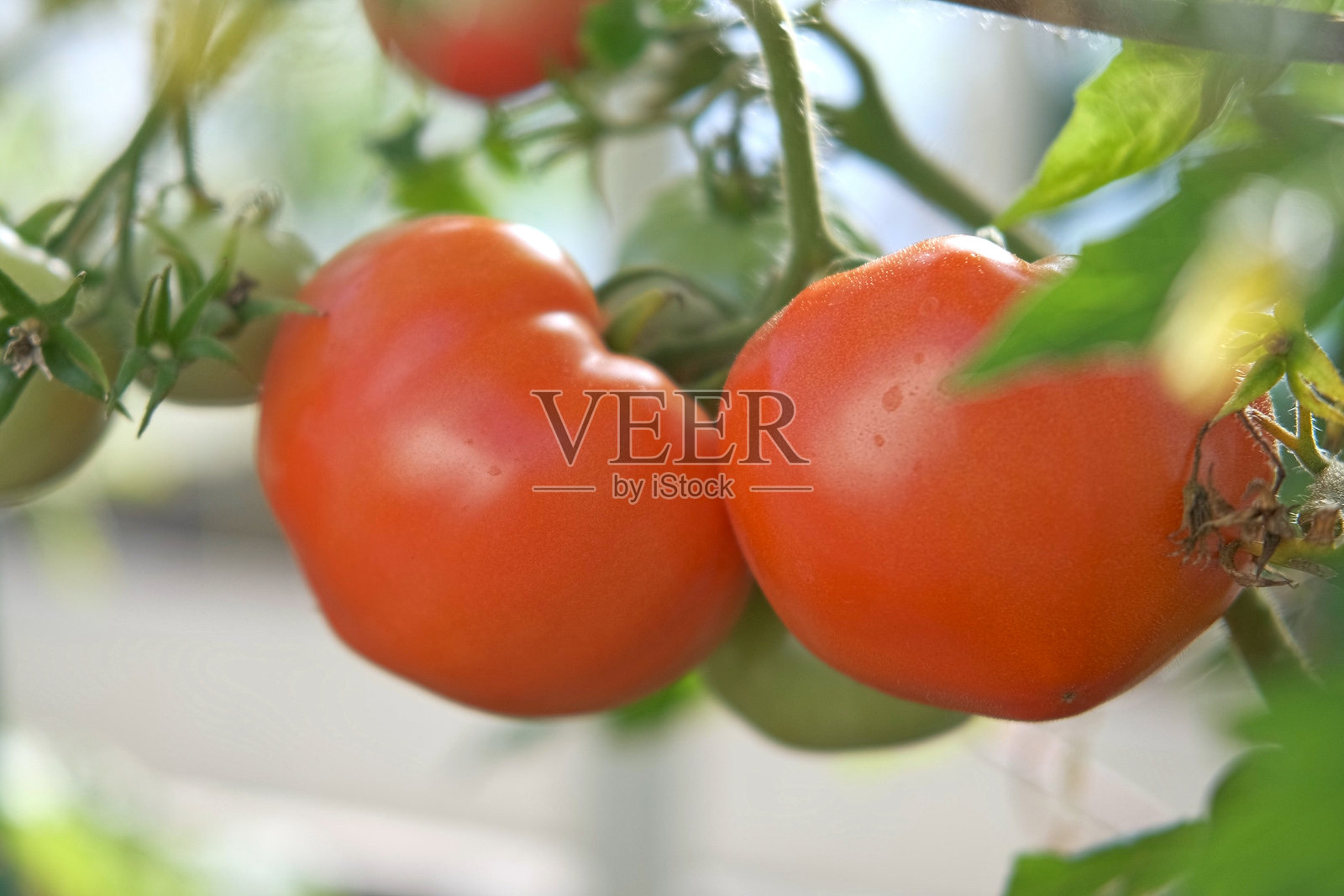 藤蔓上新鲜的绿色和红色番茄正在生长和成熟。特写镜头展示多汁番茄串的番茄植株。自家种植的健康食品。园艺，检查和采摘有机农产品照片摄影图片