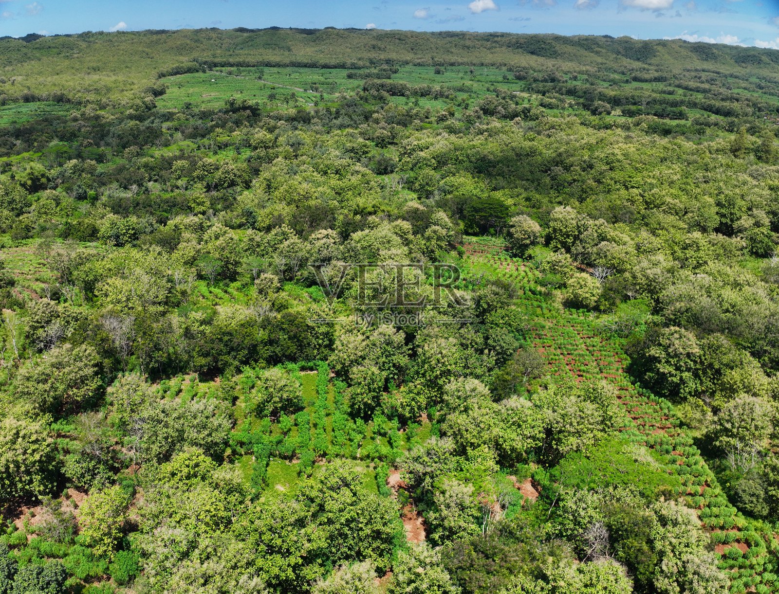 日惹区域的森林照片摄影图片