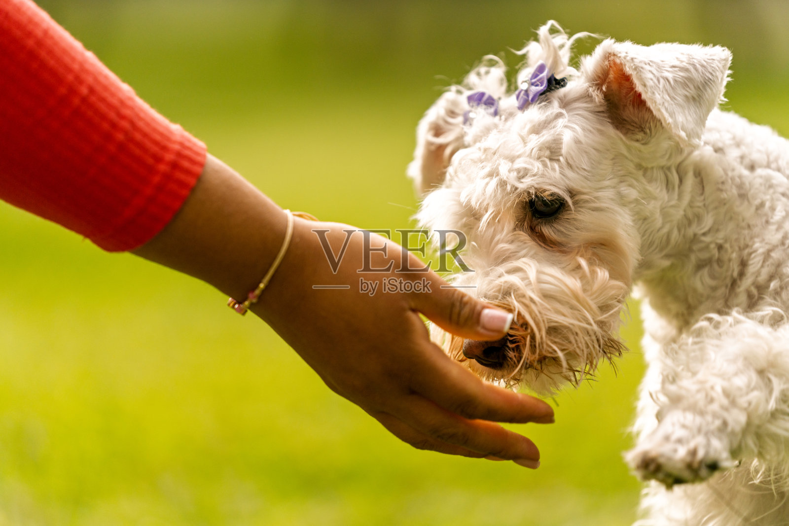 年轻女子在公园里抚摸可爱的白色狗狗照片摄影图片