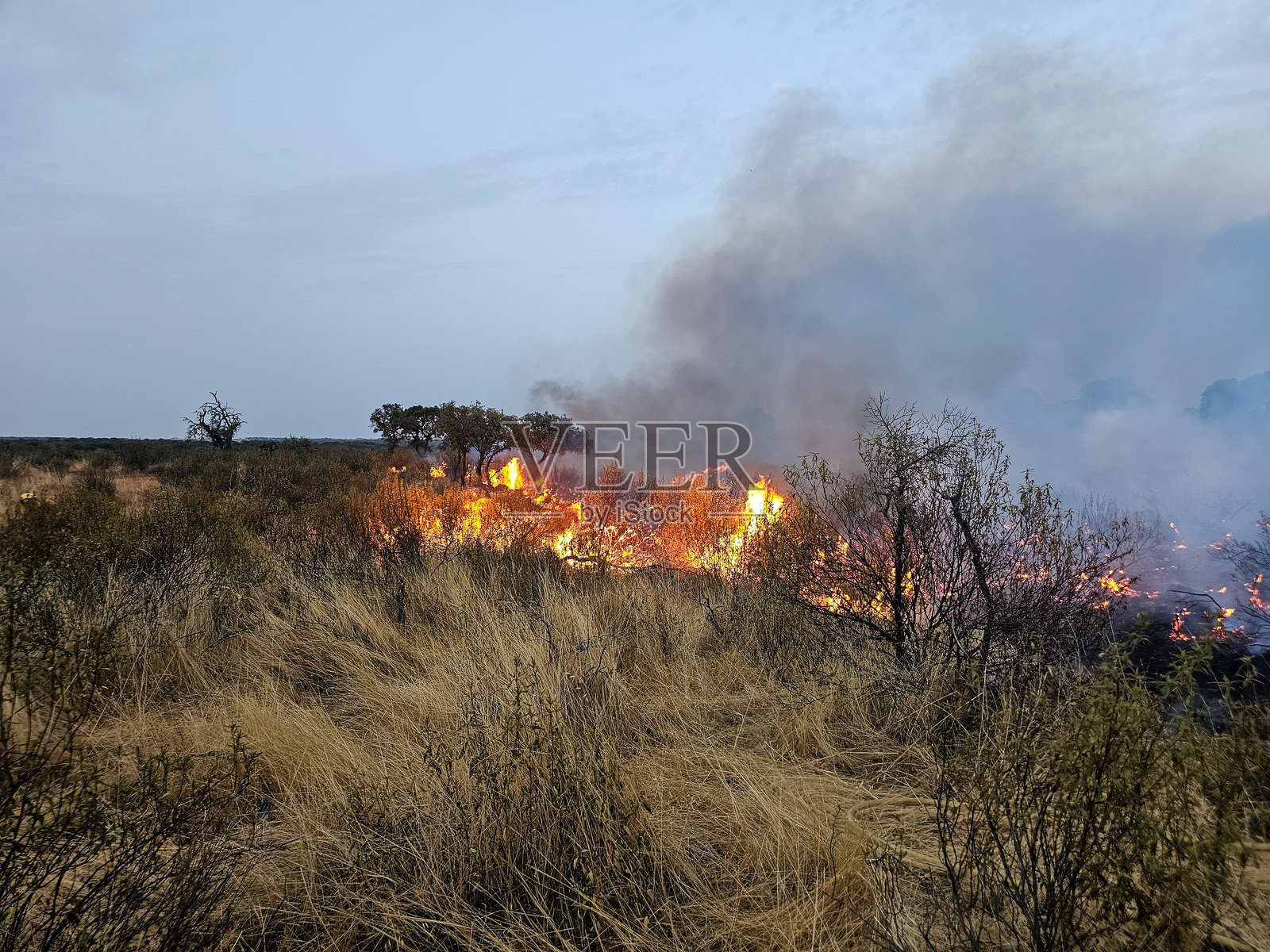 大火中的灌木丛照片摄影图片
