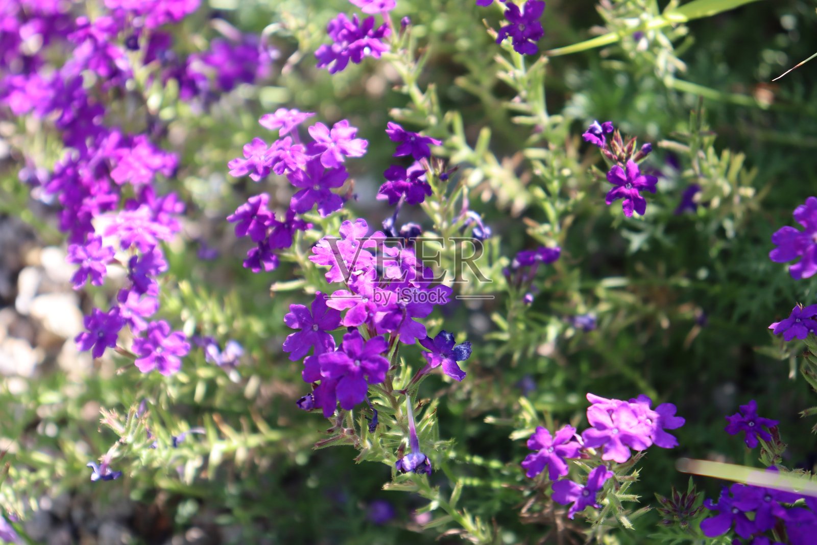 可爱的紫色花朵照片摄影图片