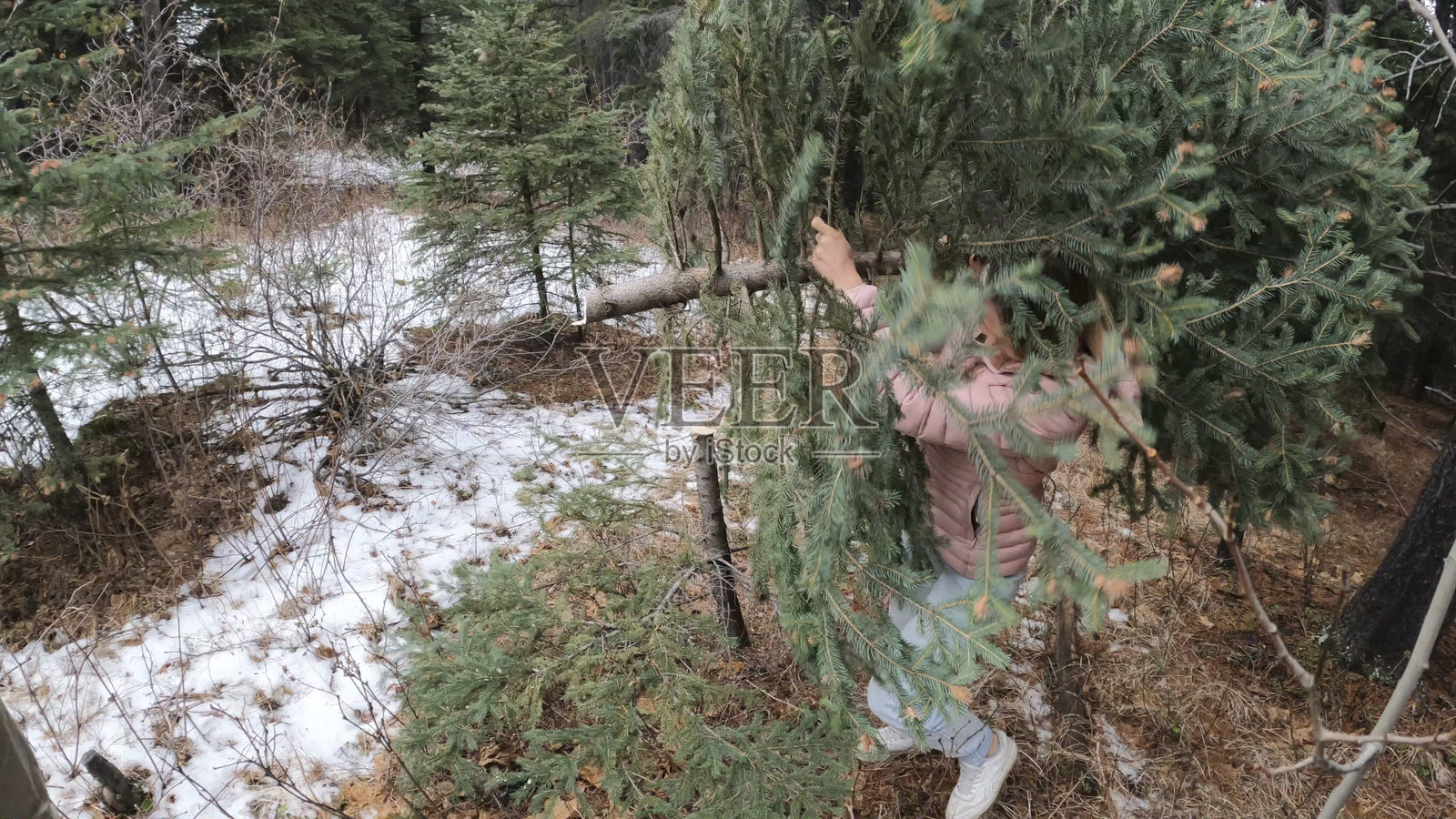年轻女子在森林里抱着圣诞树照片摄影图片