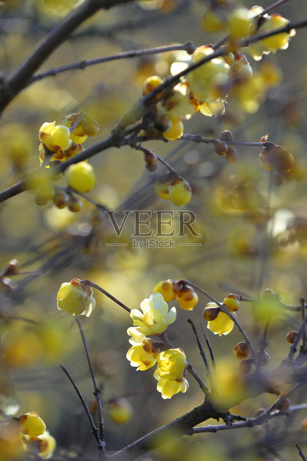 盛开的美丽冬梅照片摄影图片