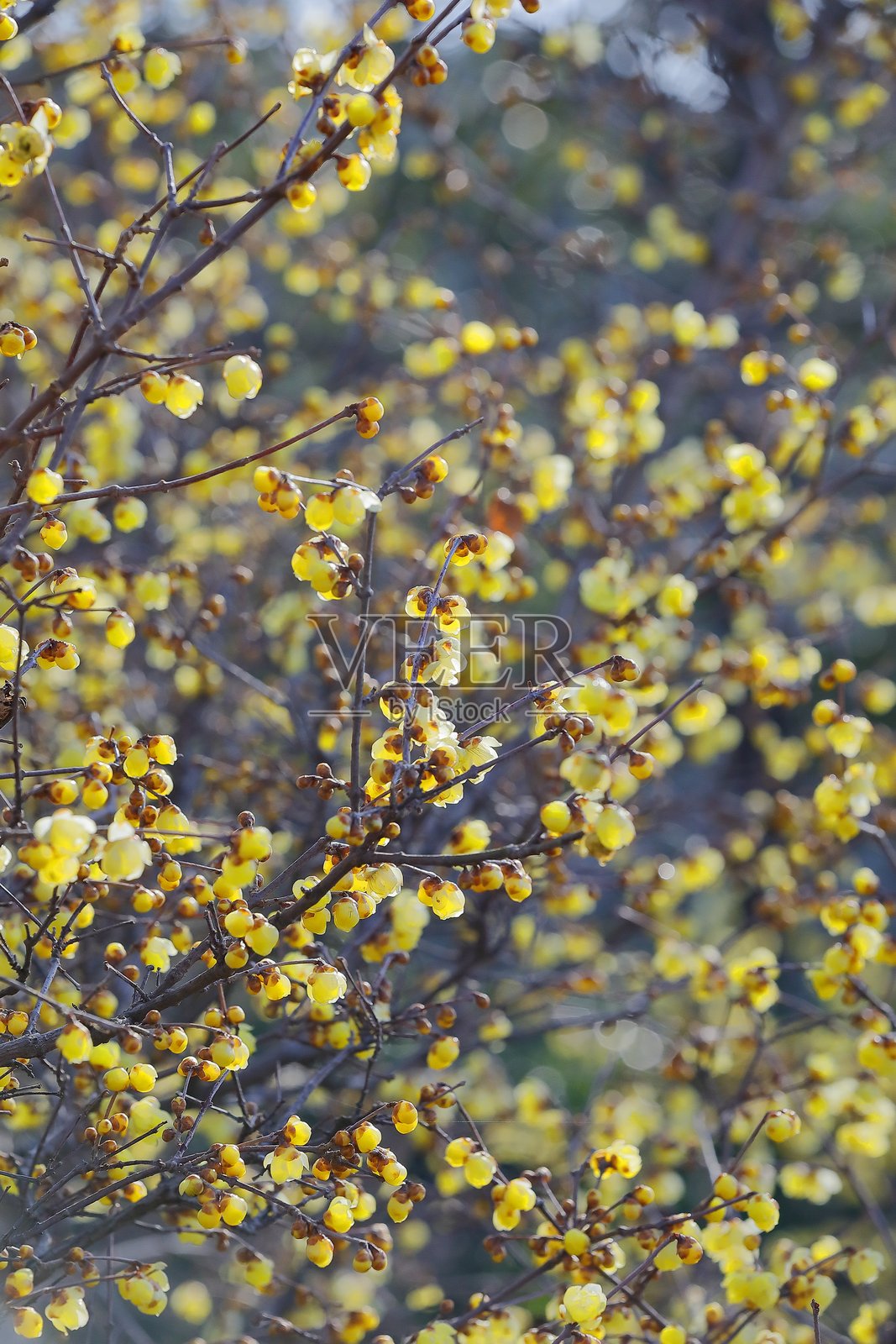 盛开的美丽腊梅照片摄影图片