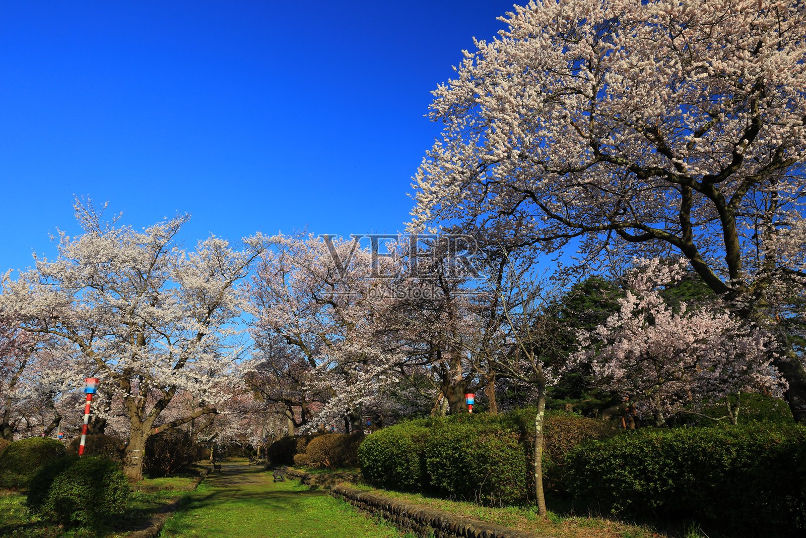 樱花风景照片摄影图片