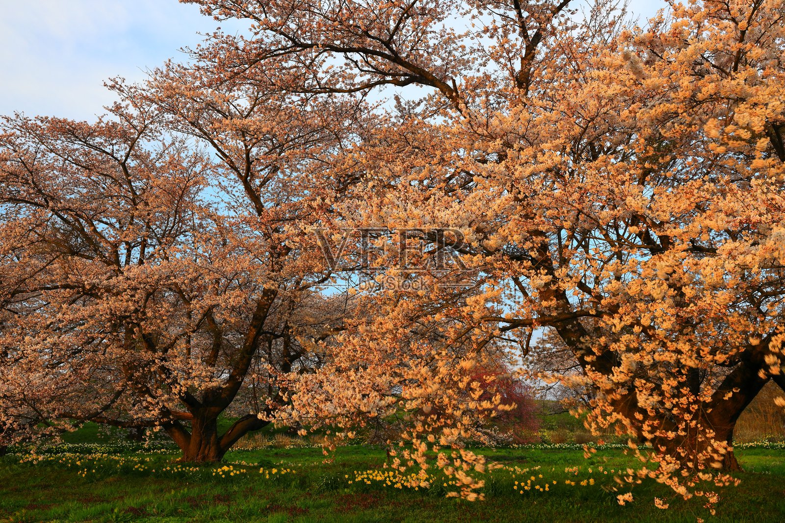 樱花美景照片摄影图片